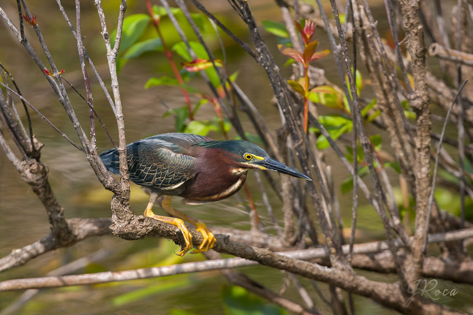 Butorides virescens (Linnaeus, 1758)