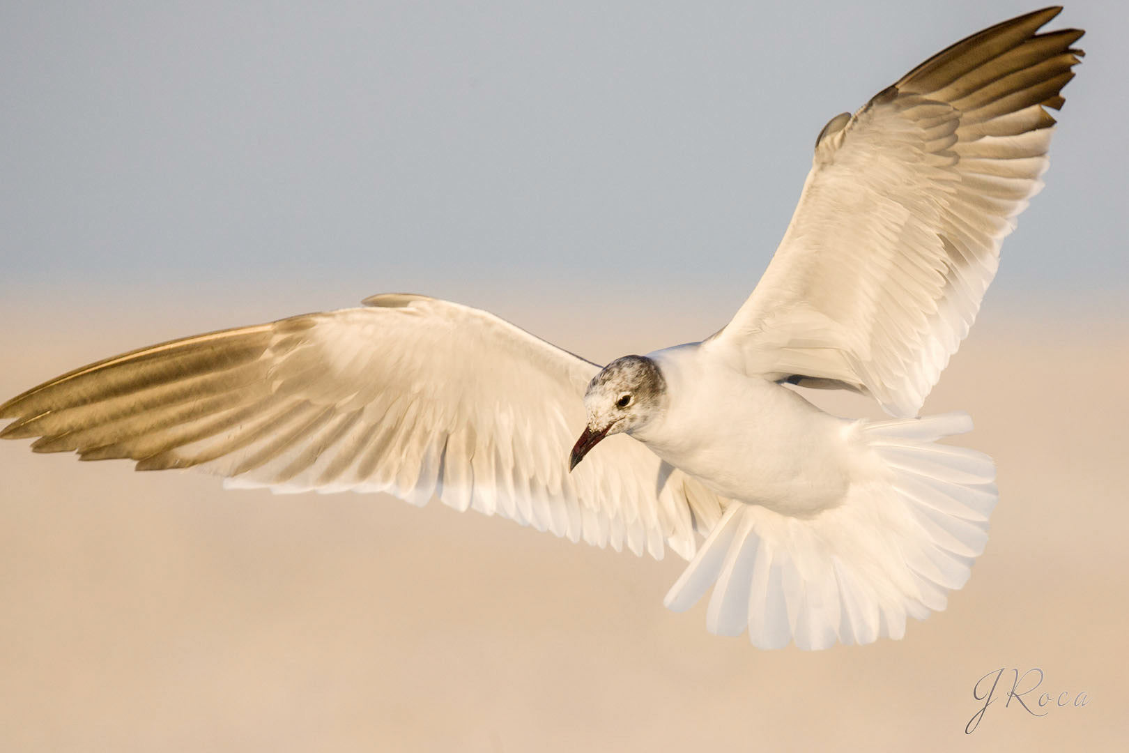Larus atricilla (Linnaeus, 1758)
