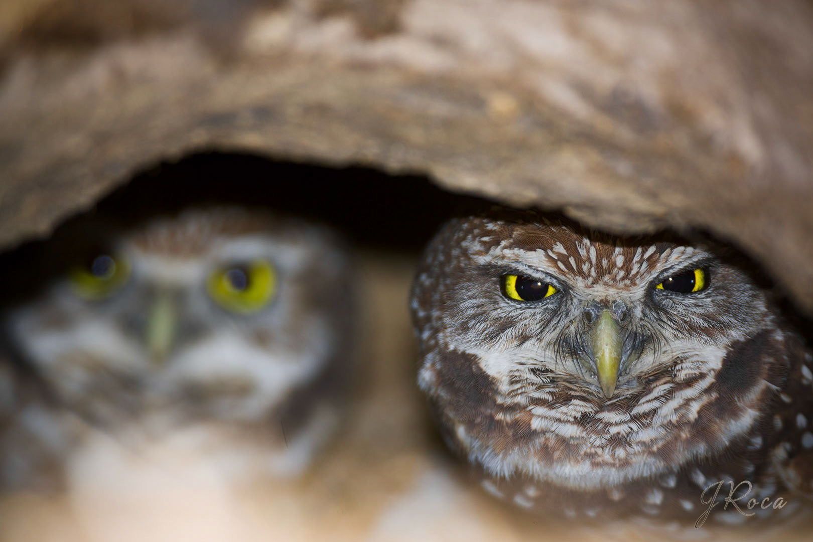 Athene cunicularia floridana (Ridgway, 1874) - Burrowing owl, Mochuelo excavador