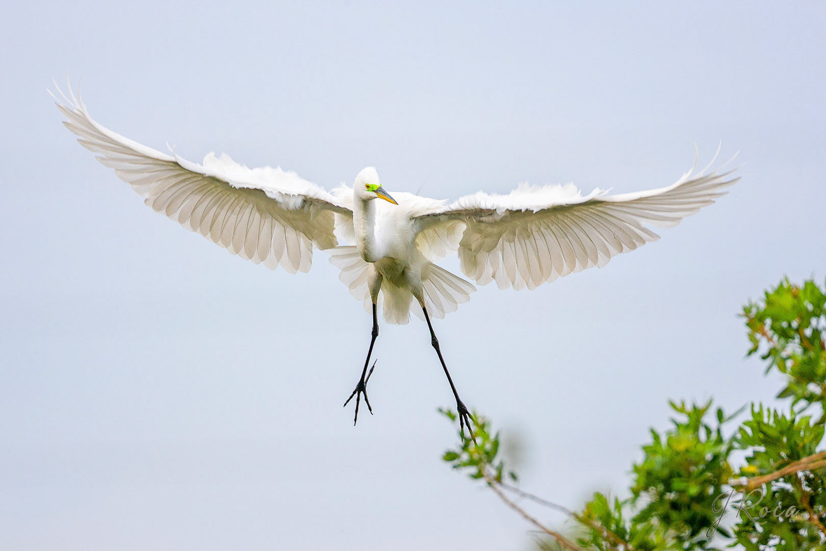 Ardea alba (Linnaeus, 1758) - Great Egret