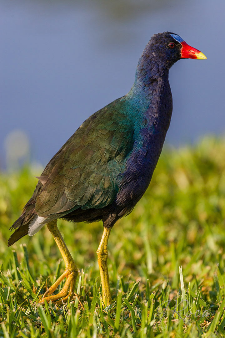 Porphyrio martinica (Linnaeus, 1766) - Purple Gallinule