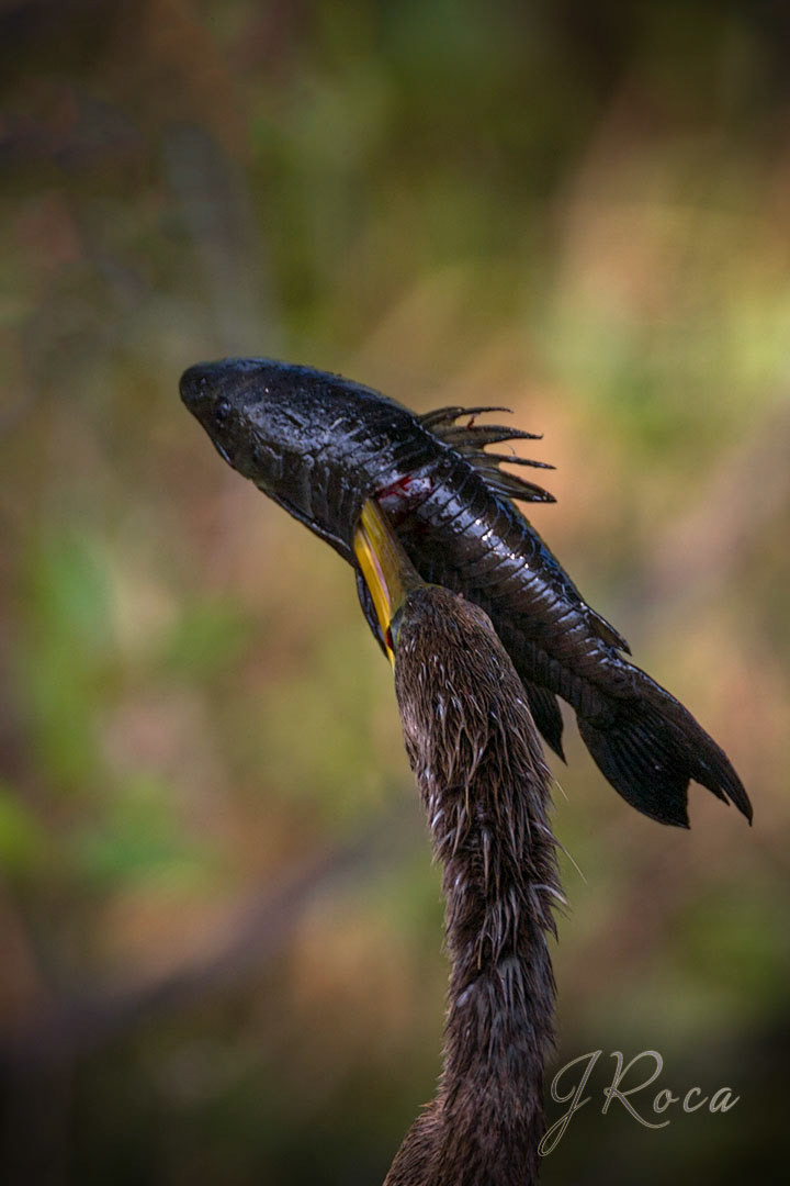 Anhinga anhinga (Linnaeus, 1766)
