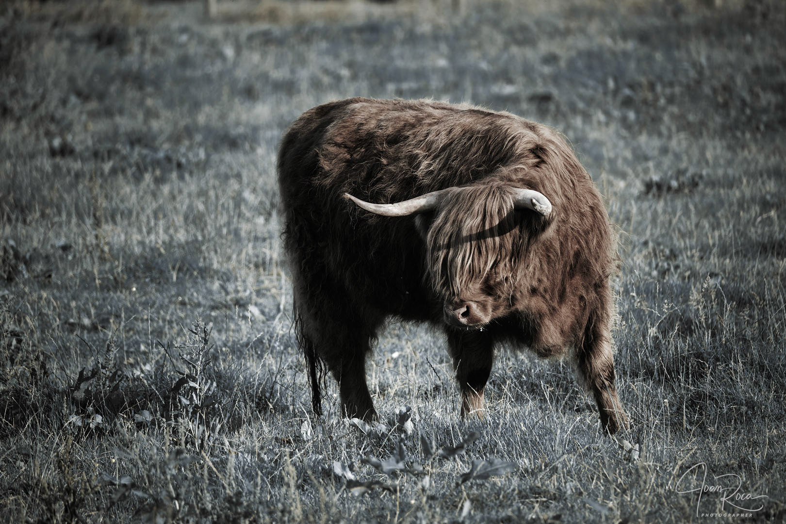 Highland cattle