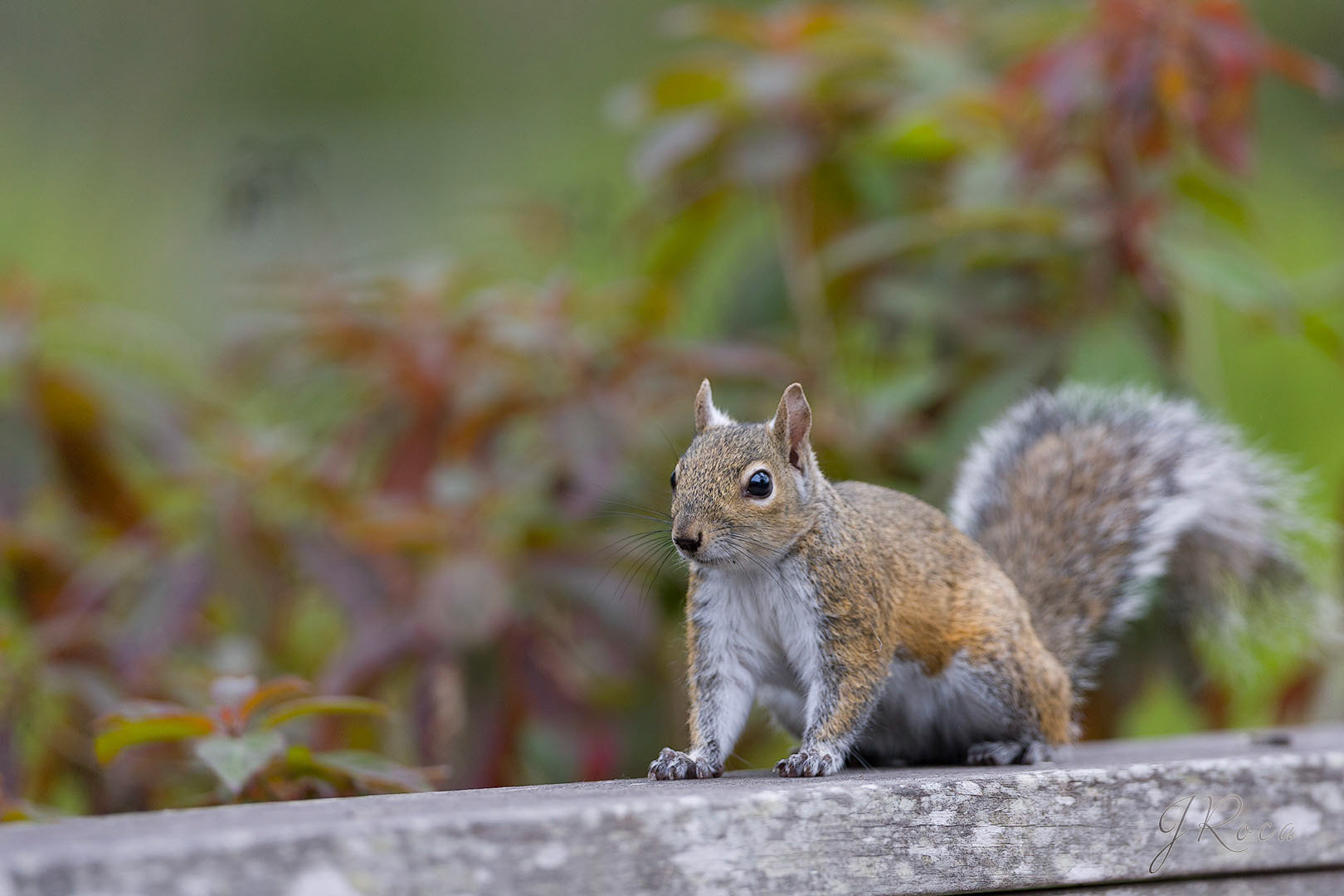 Sciurus carolinensis (Gmelin, 1788) - Eastern Gray Squirrel