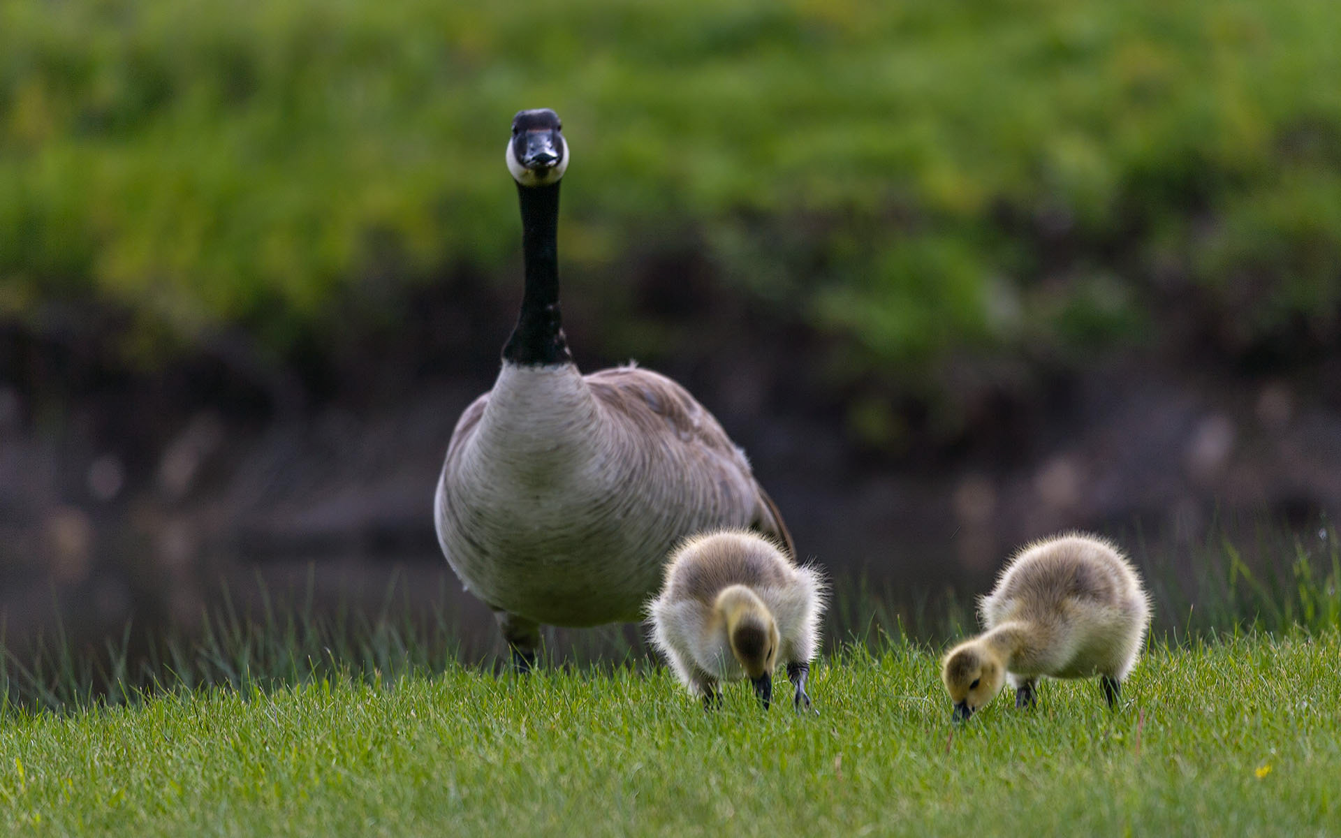 Branta canadensis (Linnaeus, 1758)