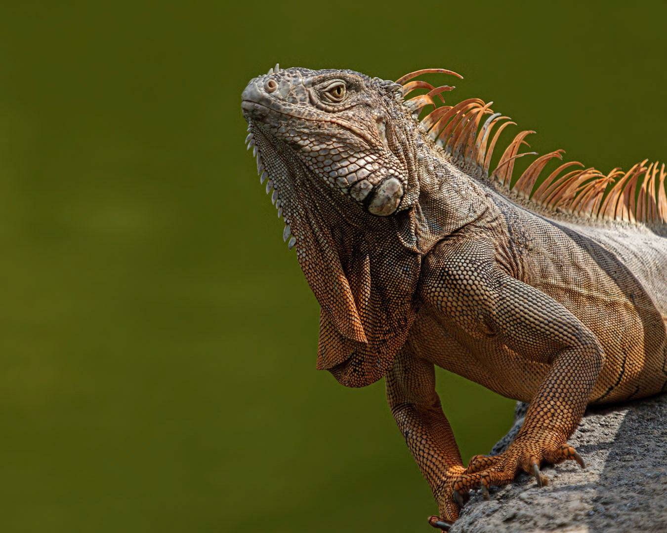 Anolis sagrei (Duméril and Bibron, 1837)