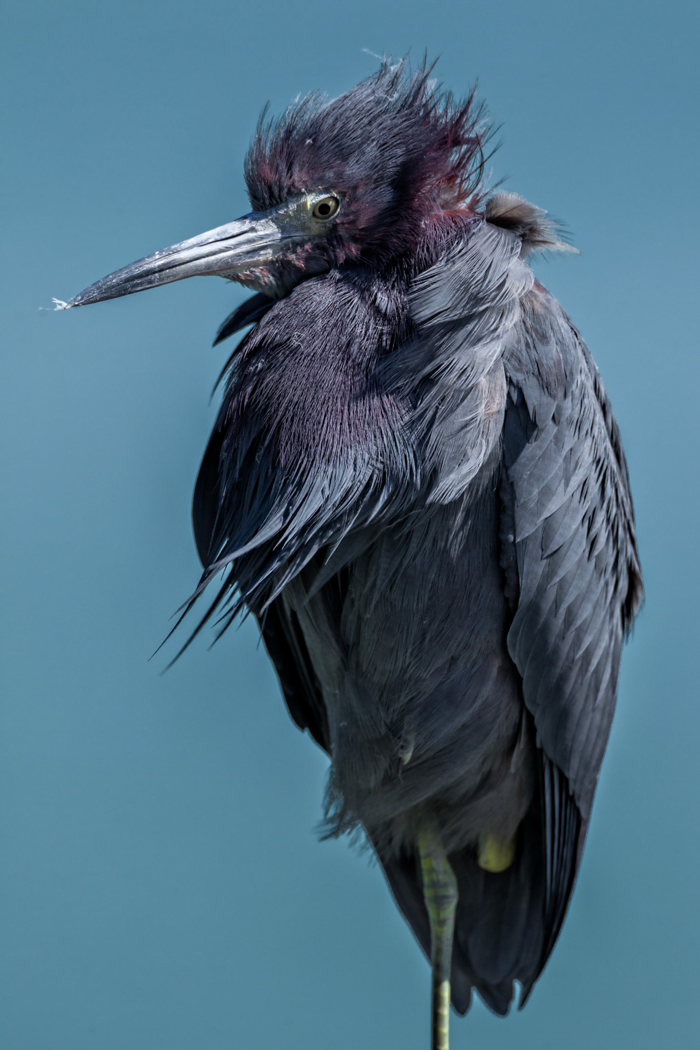Egretta caerulea (Linnaeus, 1758)