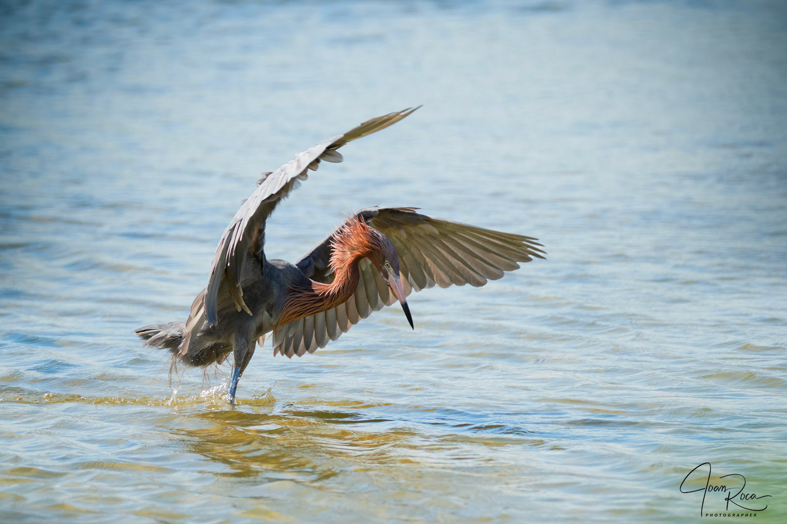 Egretta rufescens (JF Gmelin, 1789)