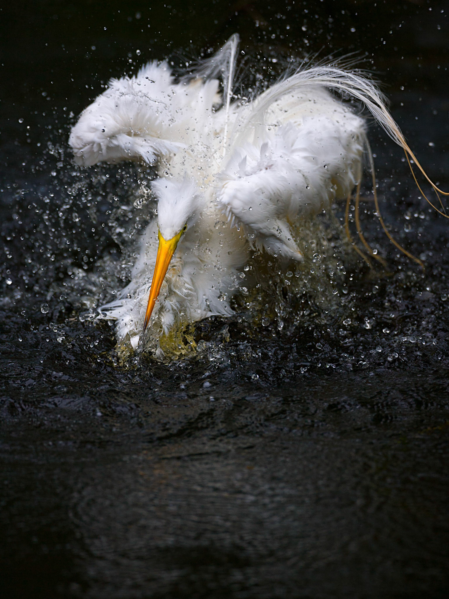 Ardea alba (Linnaeus, 1758) - Great Egret