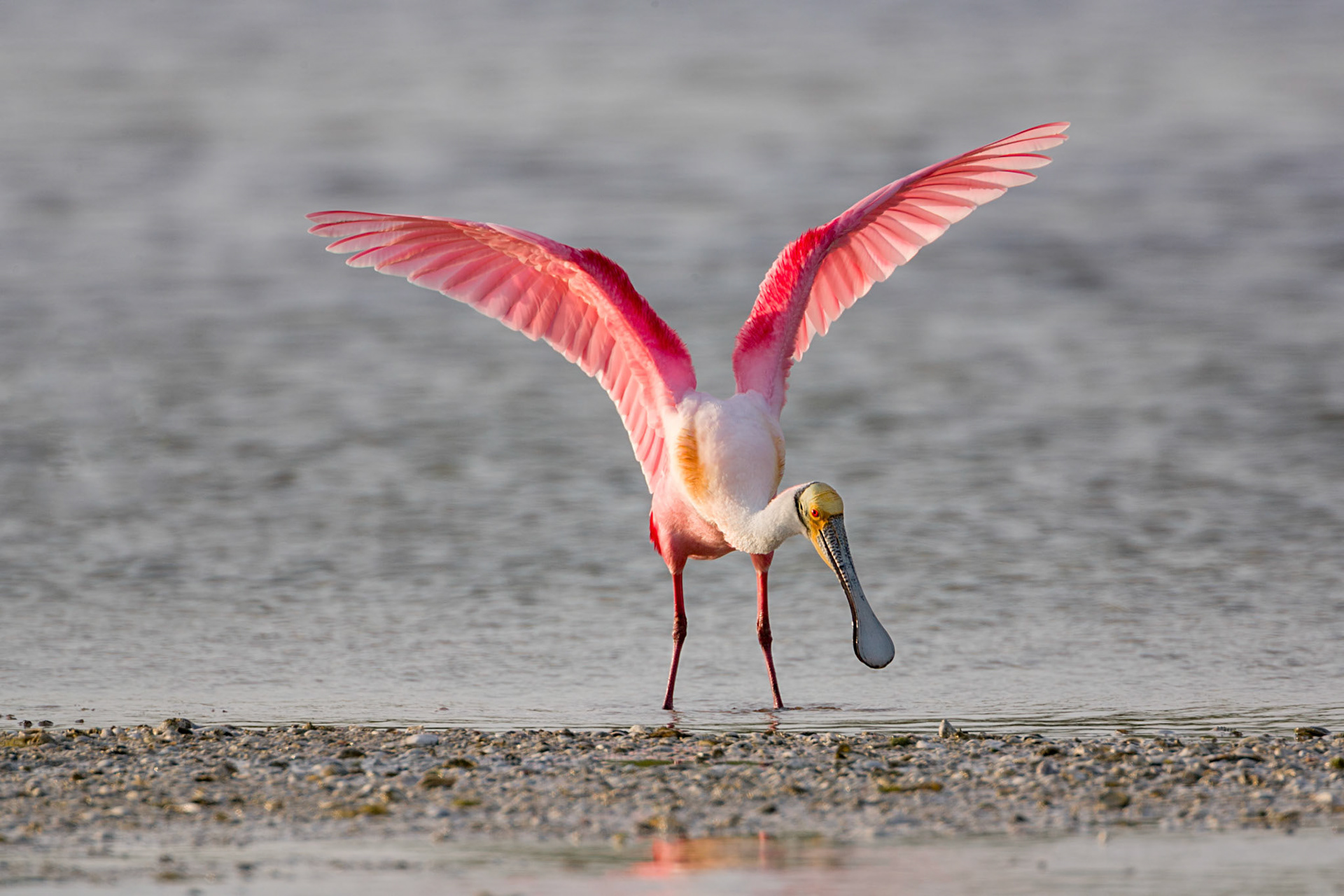 Platalea ajaja (Linnaeus, 1758) - Roseate Spoonbill, Espatula rosada