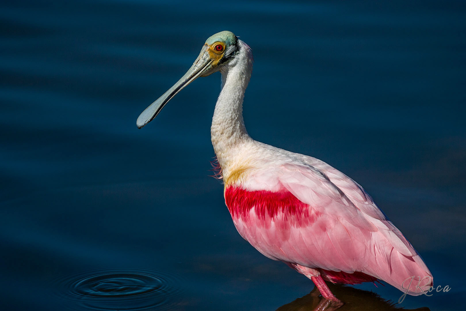 Platalea ajaja (Linnaeus, 1758) - Roseate Spoonbill, Espatula rosada