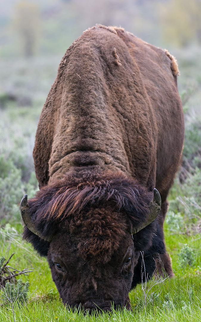 Bison bison (Linnaeus, 1758)