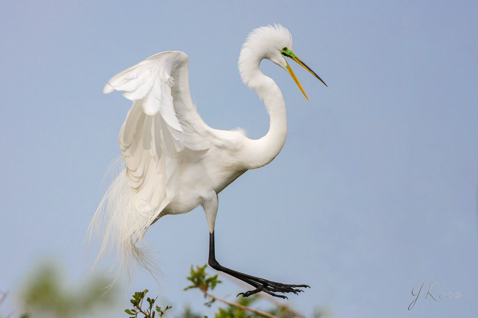 Ardea alba (Linnaeus, 1758) - Great Egret