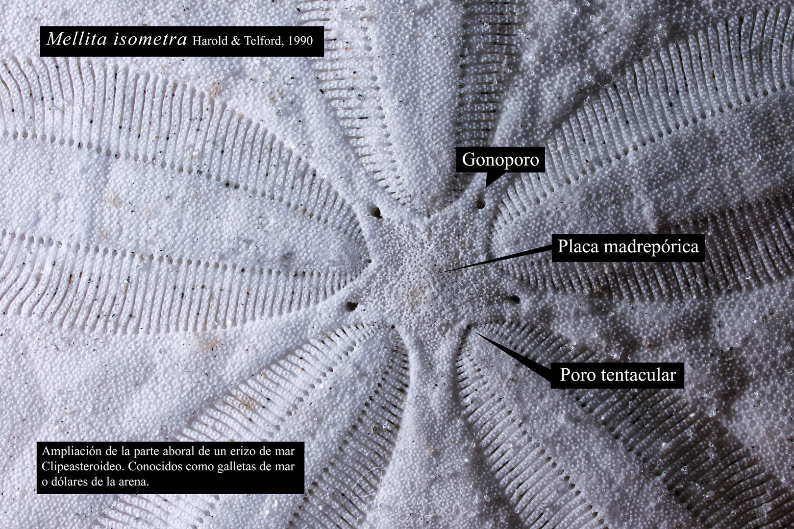 Mellita isometra (Harold &amp; Telford, 1990)