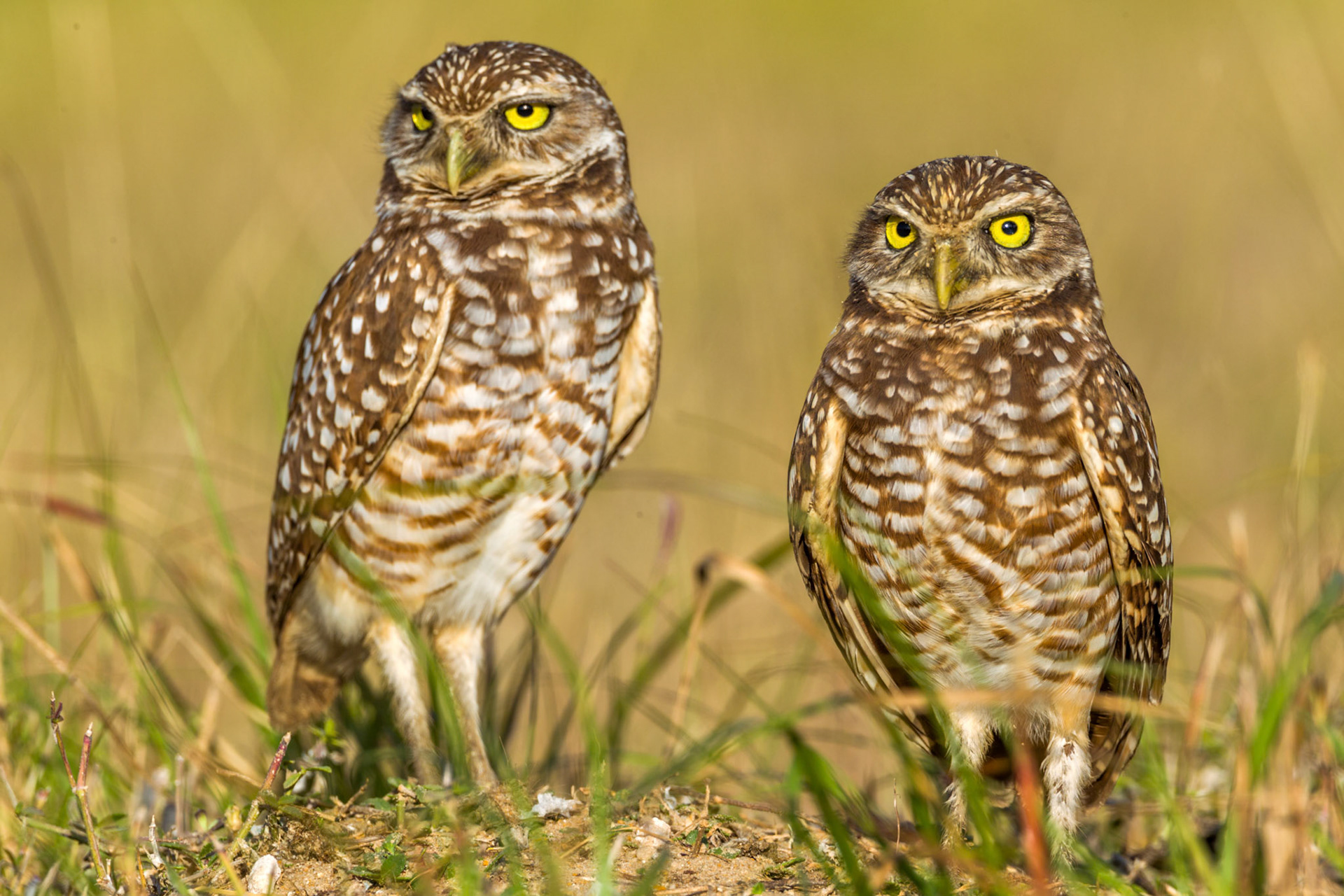 Athene cunicularia floridana (Ridgway, 1874)
