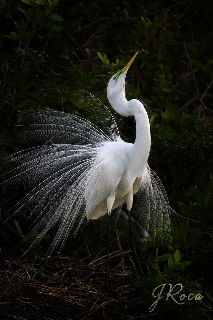 Ardea alba (Linnaeus, 1758) - Great Egret, Garza blanca