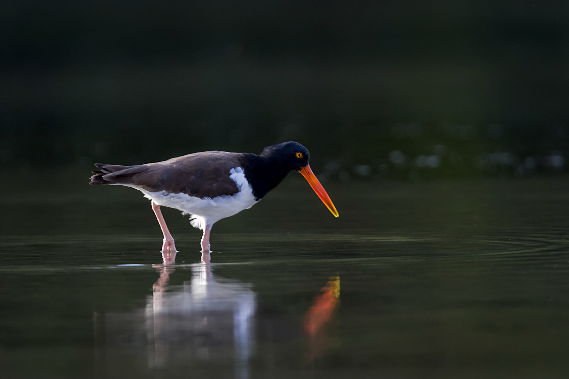 Haematopus palliatus (Temminck, 1820) - American Oystercatcher, Ostrero blanquinegro