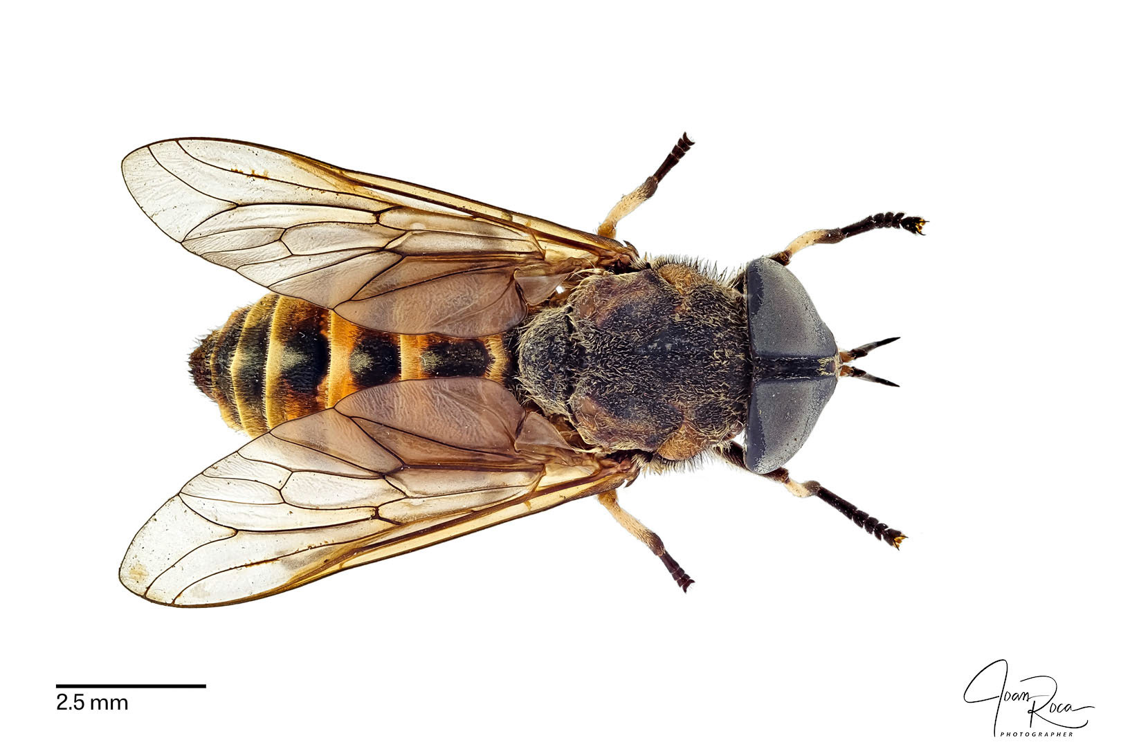 Tabanus eggeri (Schiner, 1868)