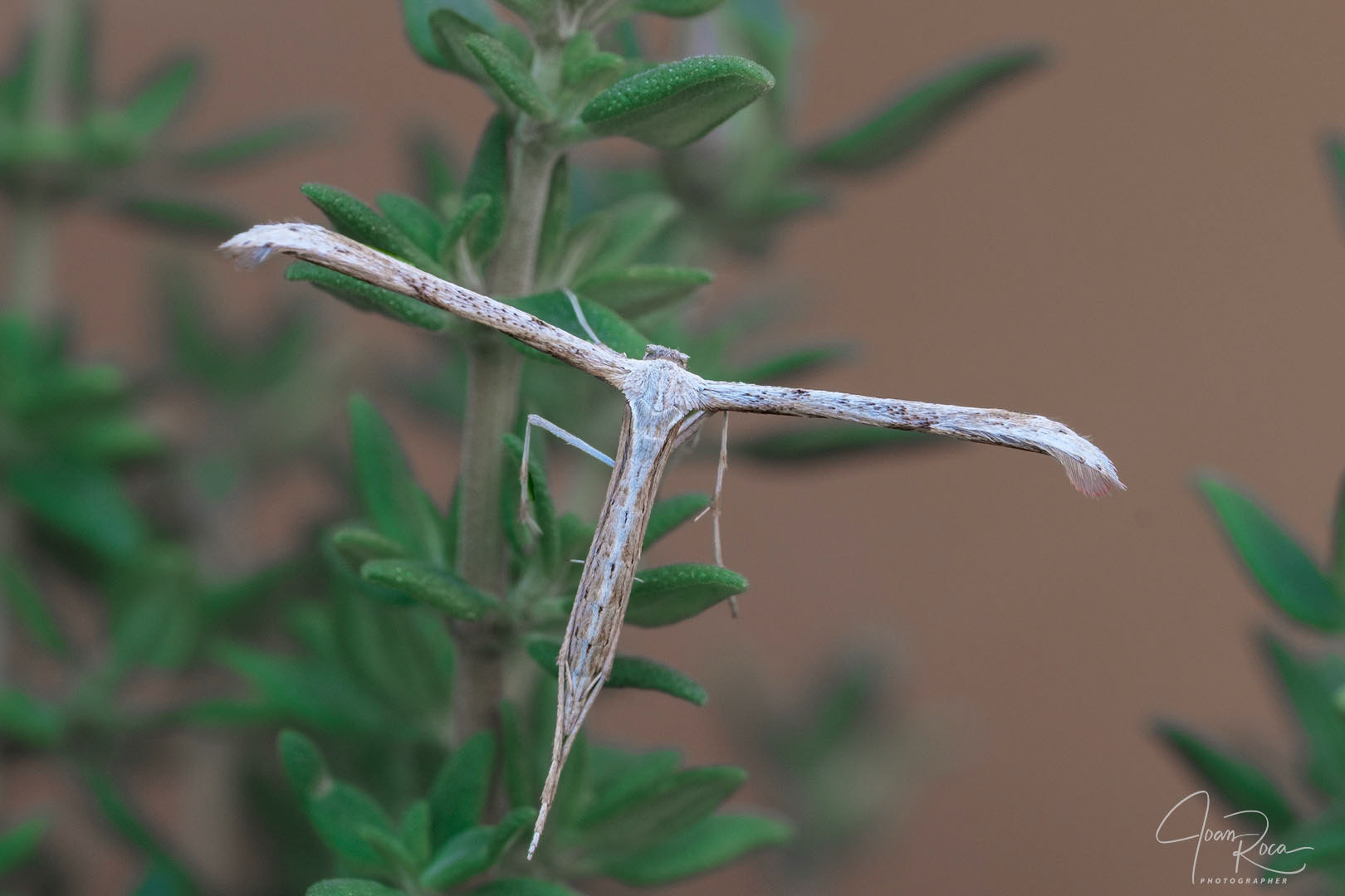 Emmelina (Alucita) monodactyla (Linnaeus, 1758)