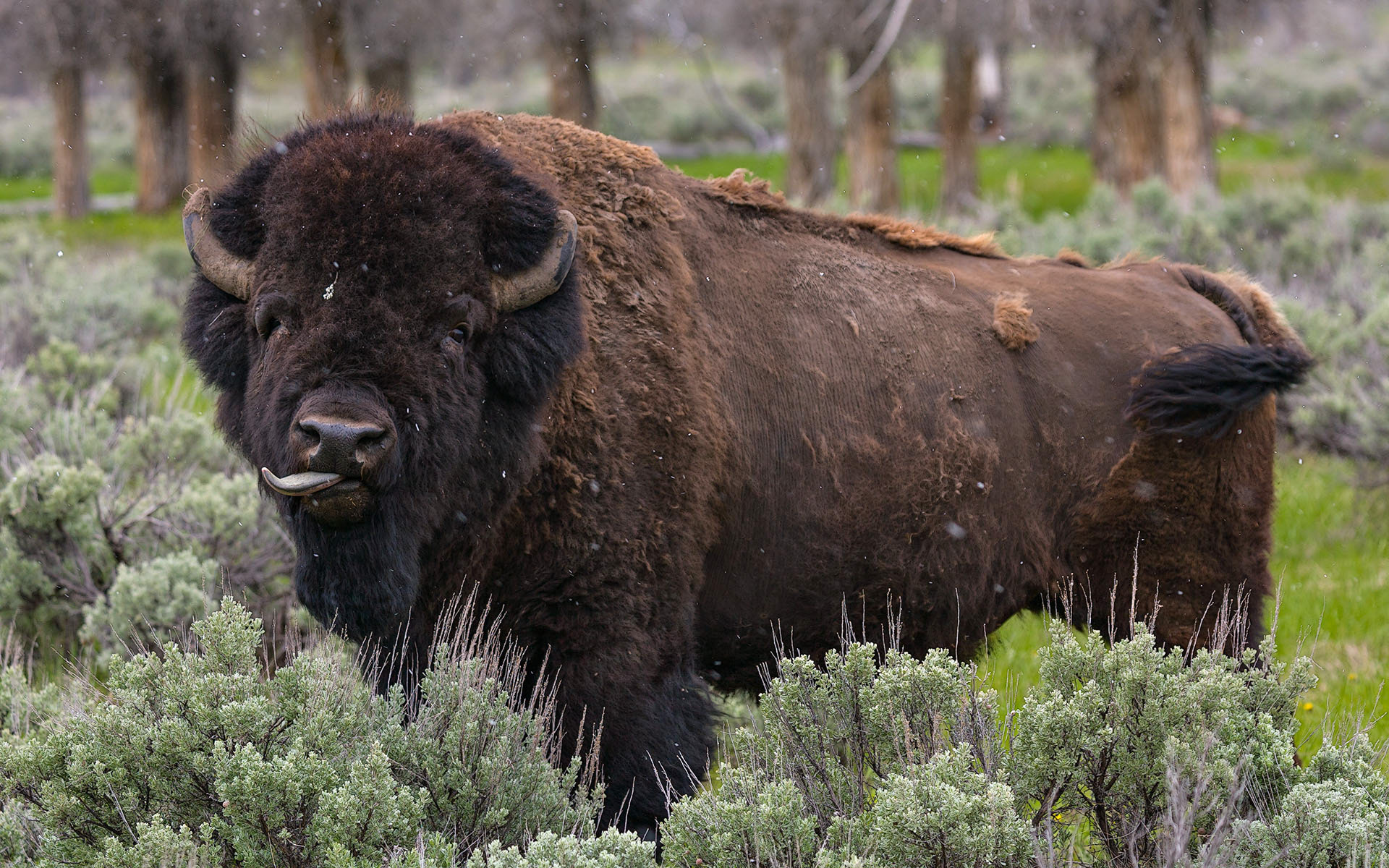 Bison bison (Linnaeus, 1758)