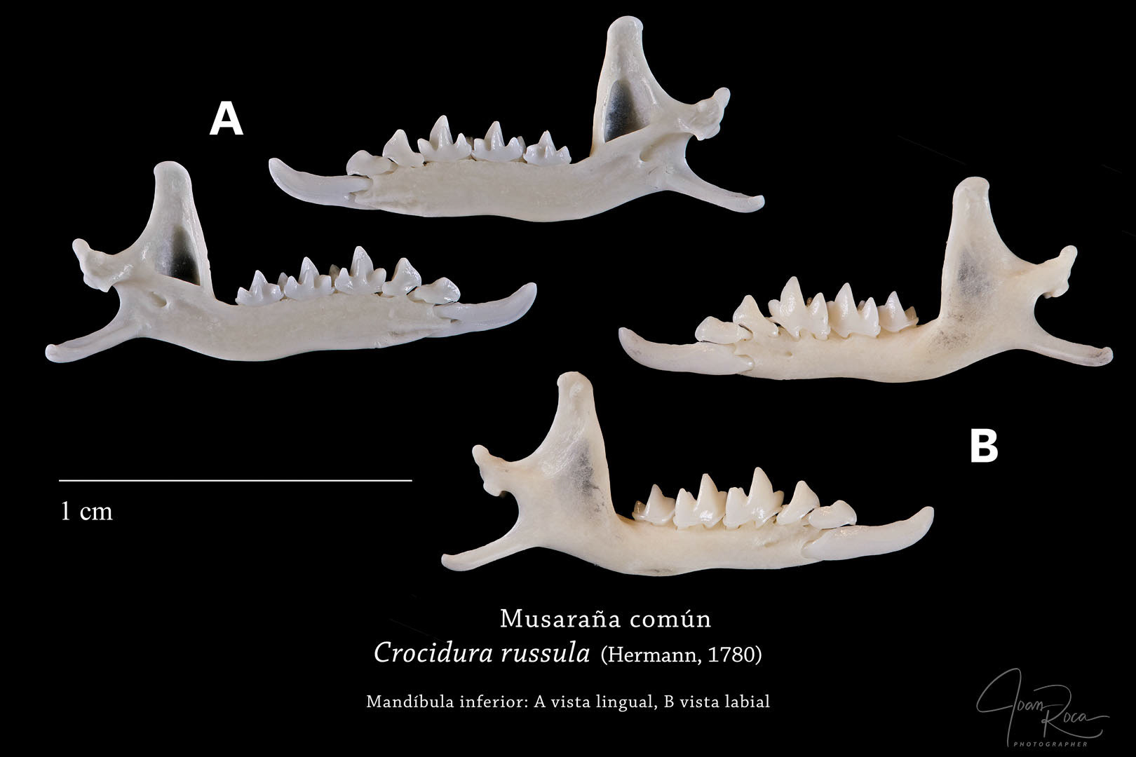 Crocidura russula (Hermann, 1780)