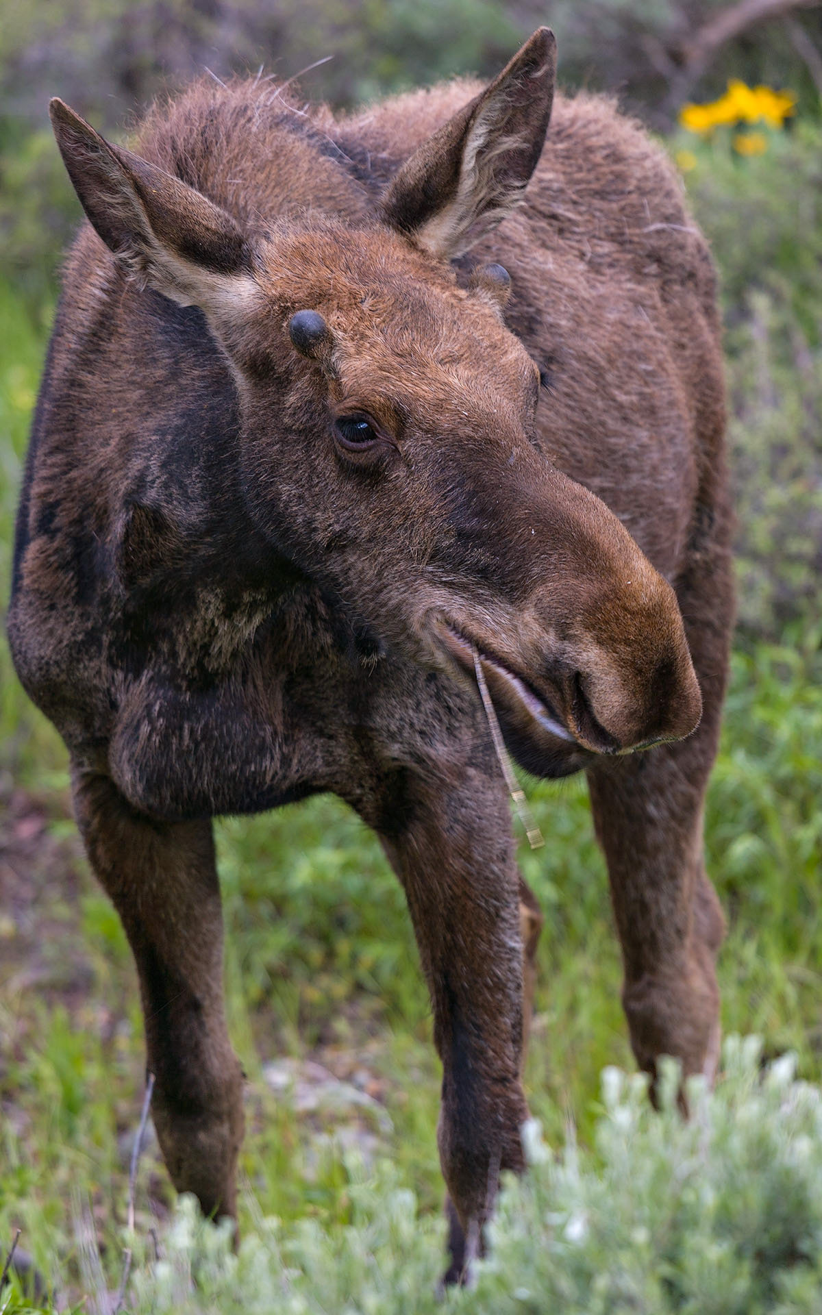 Alces alces (Linnaeus, 1758)