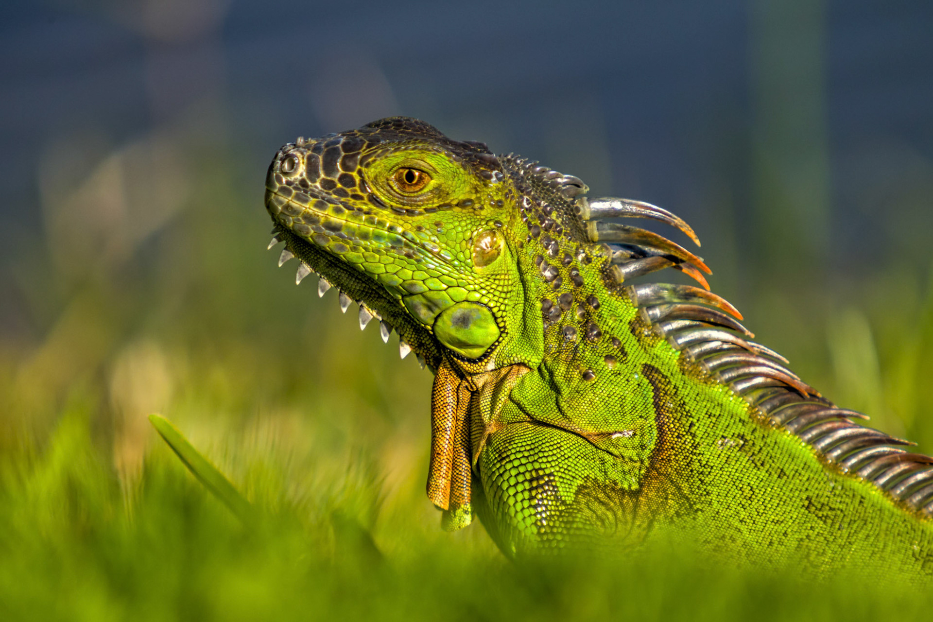 Iguana iguana (Linnaeus, 1758)
