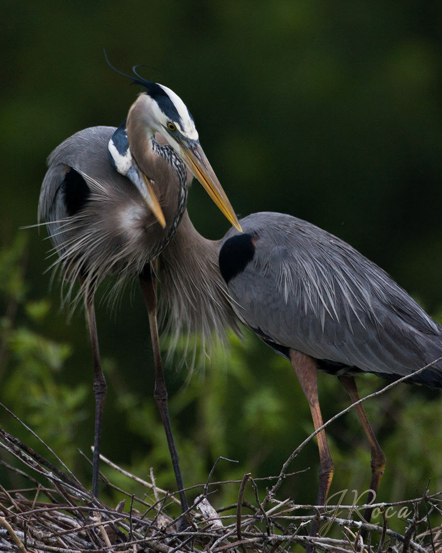Ardea herodias (Linnaeus, 1758) -  Great Blue Heron, Garza morena