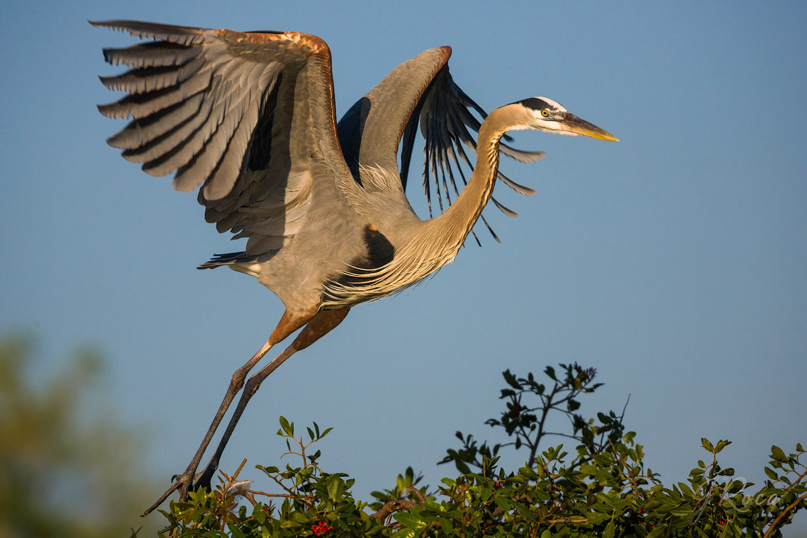 Ardea herodias (Linnaeus, 1758) -  Great Blue Heron, Garza morena
