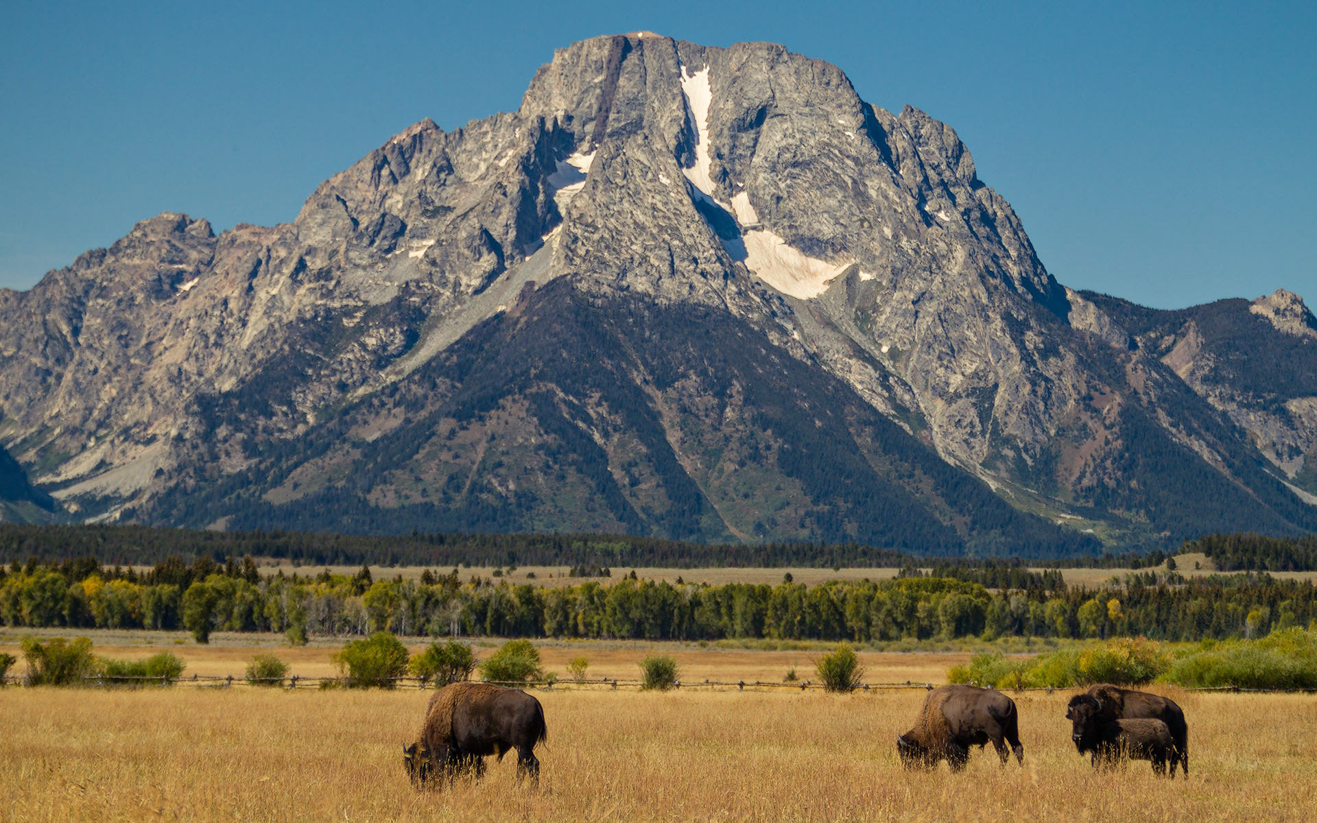 Bison bison (Linnaeus, 1758)