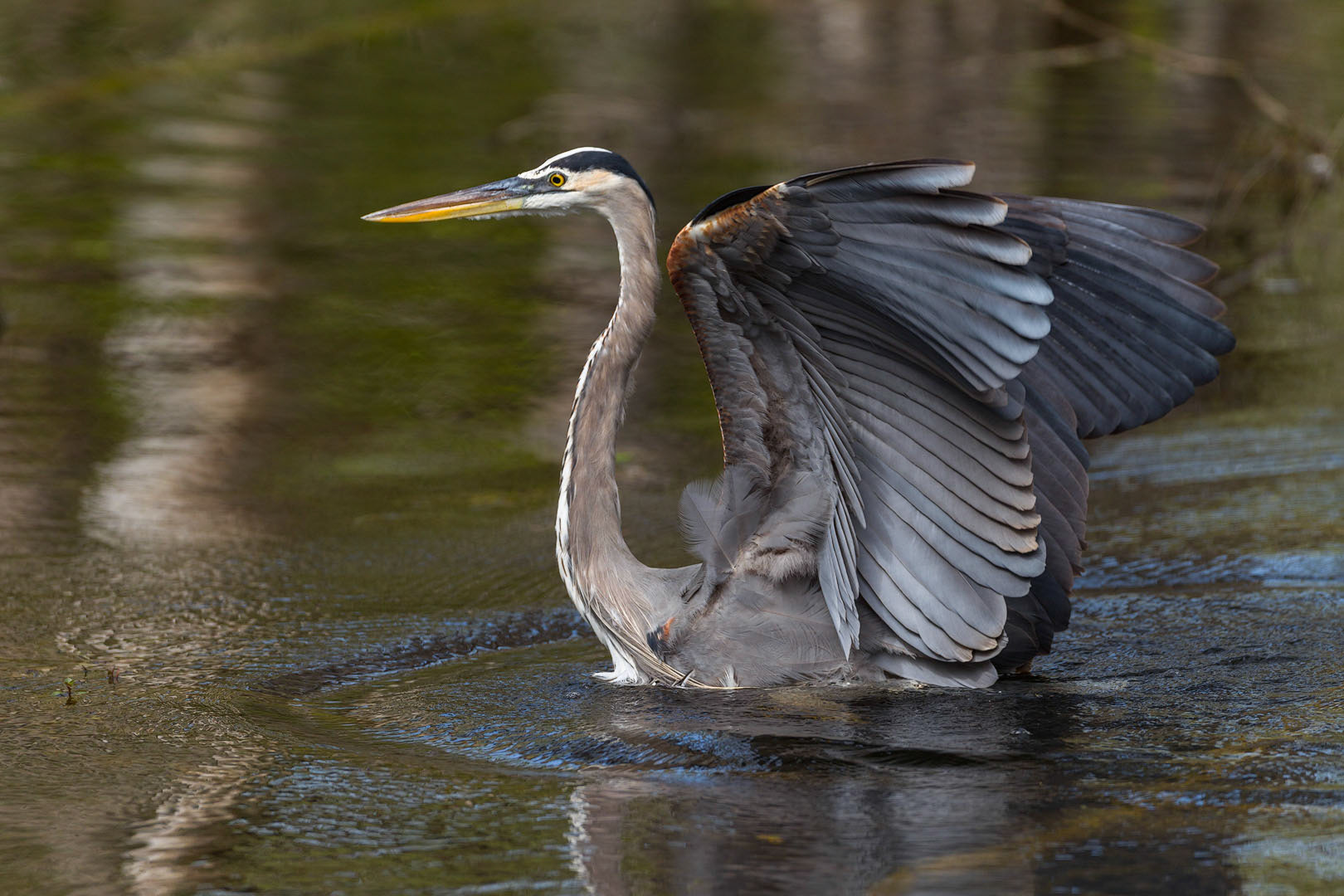 Ardea herodias (Linnaeus, 1758)