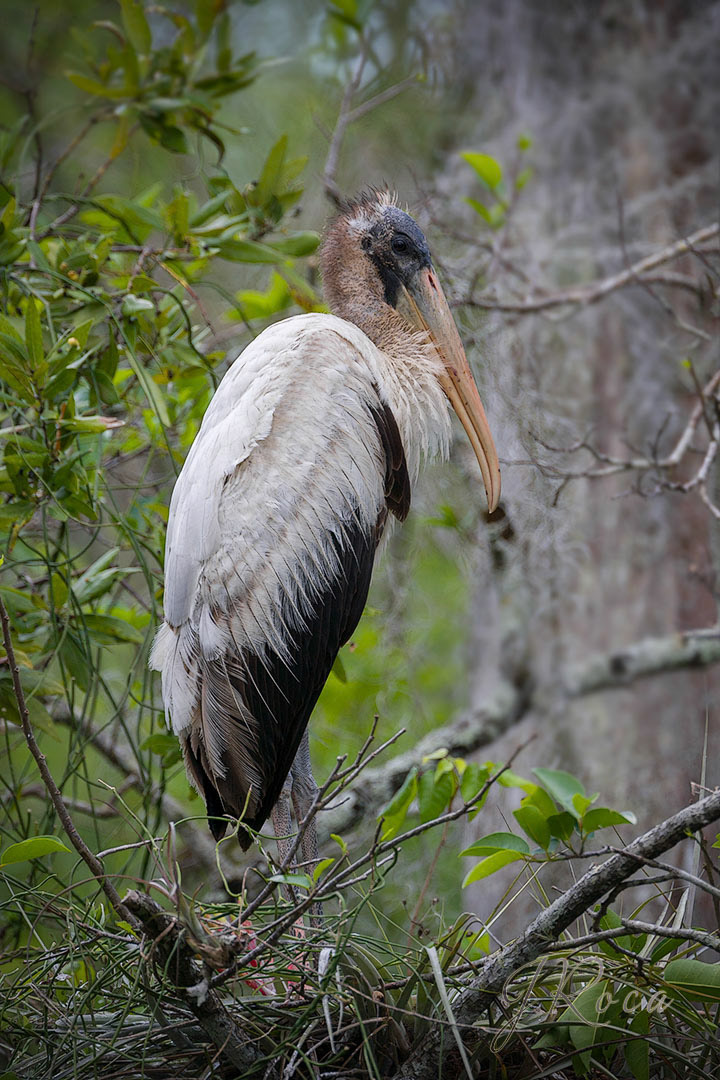 Mycteria americana (Linnaeus, 1758) - Wood Stork
