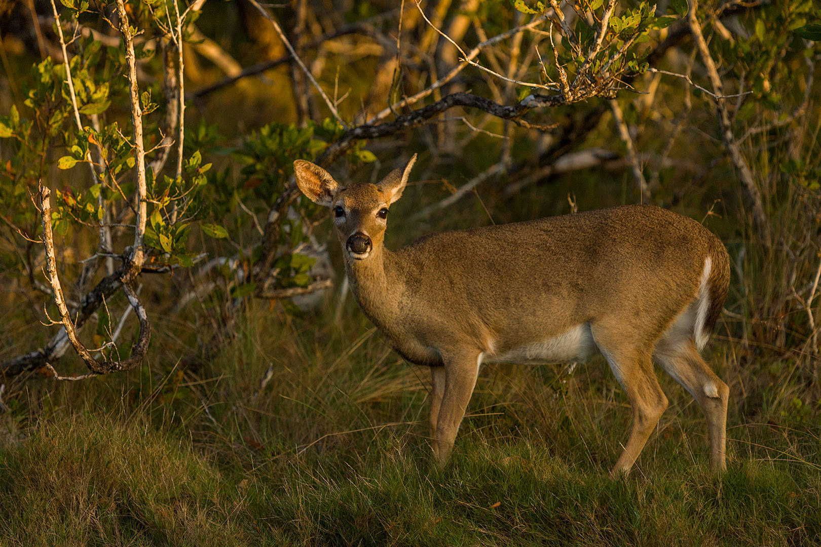 Odocoileus virginianus clavium
Barbour & G. M. Allen, 1922
