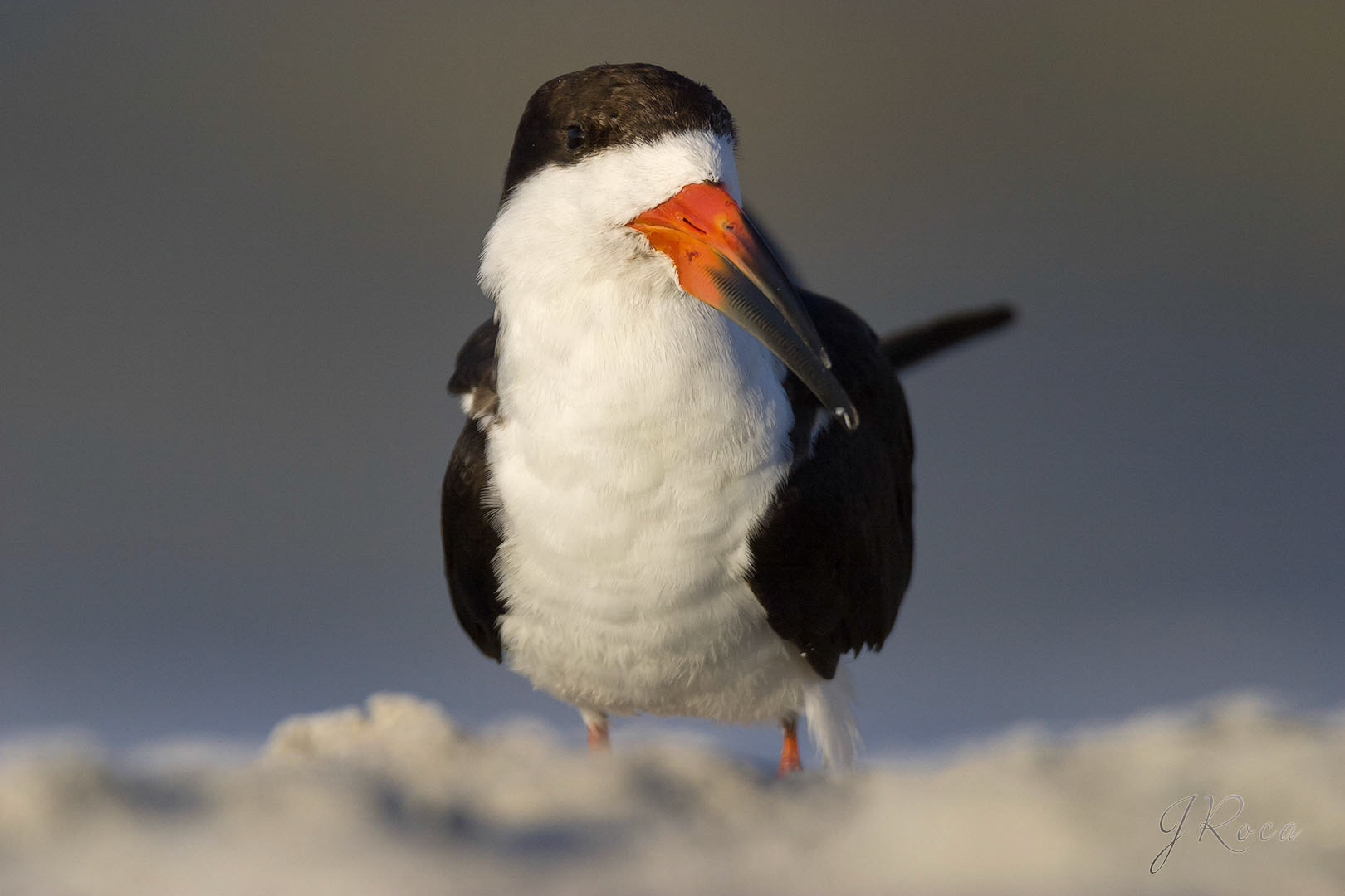 Rynchops niger (Linnaeus, 1758)