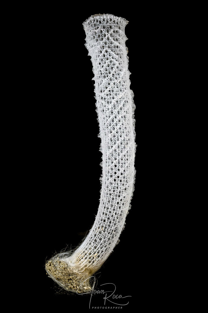 Euplectella sp.