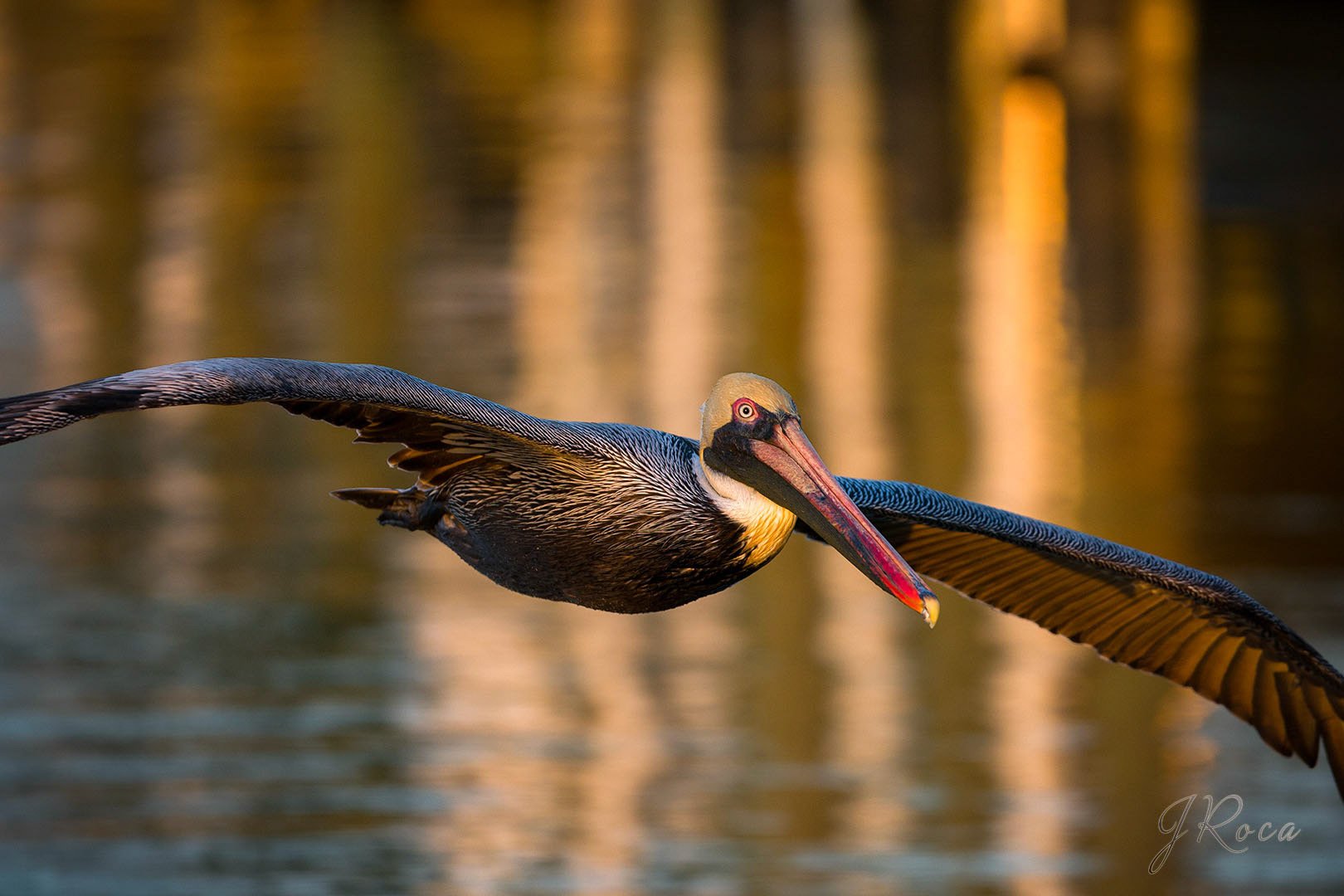 Pelecanus occidentalis (Linnaeus, 1766) - Brown Pelican