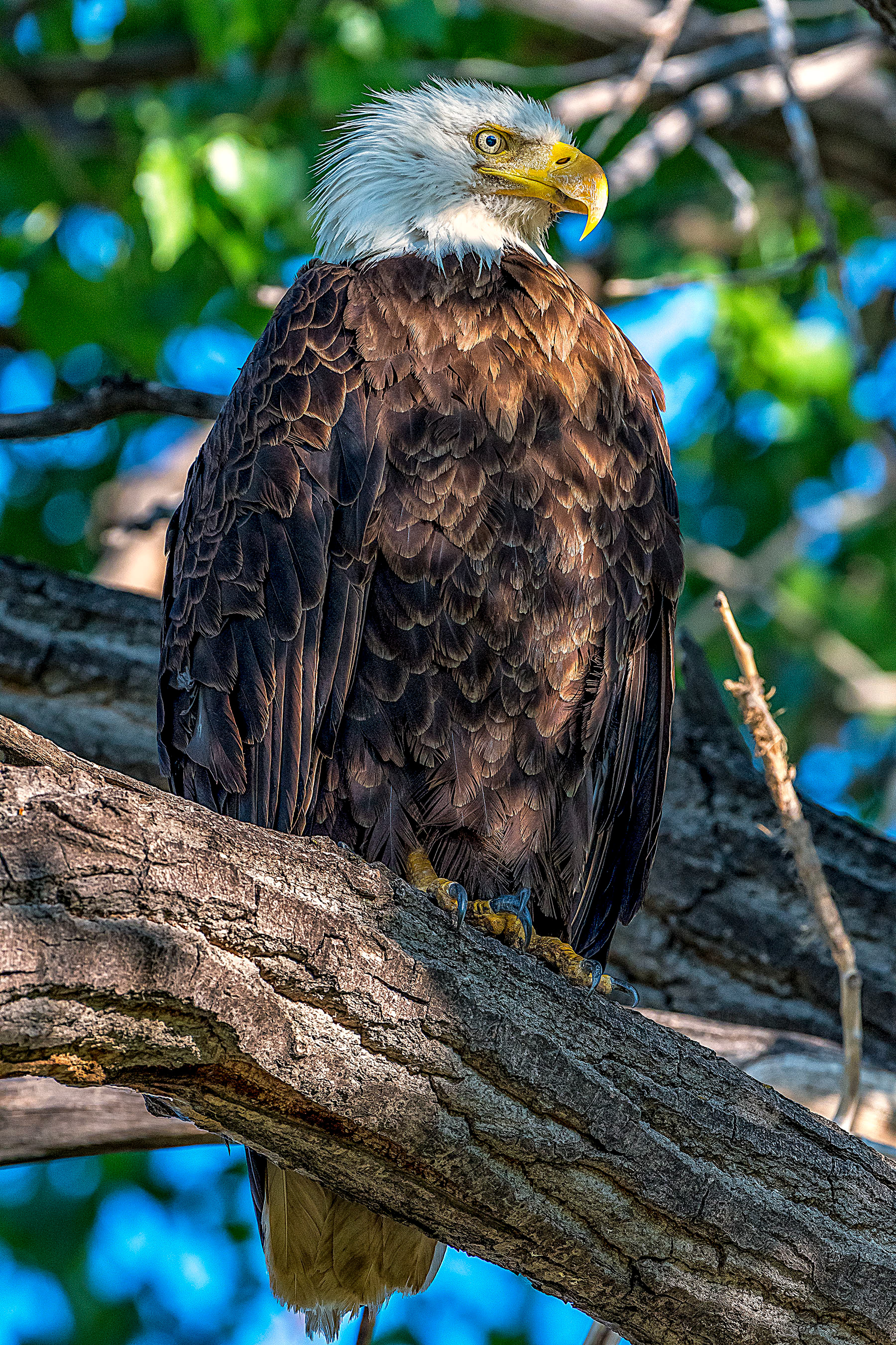 Bald Eagle