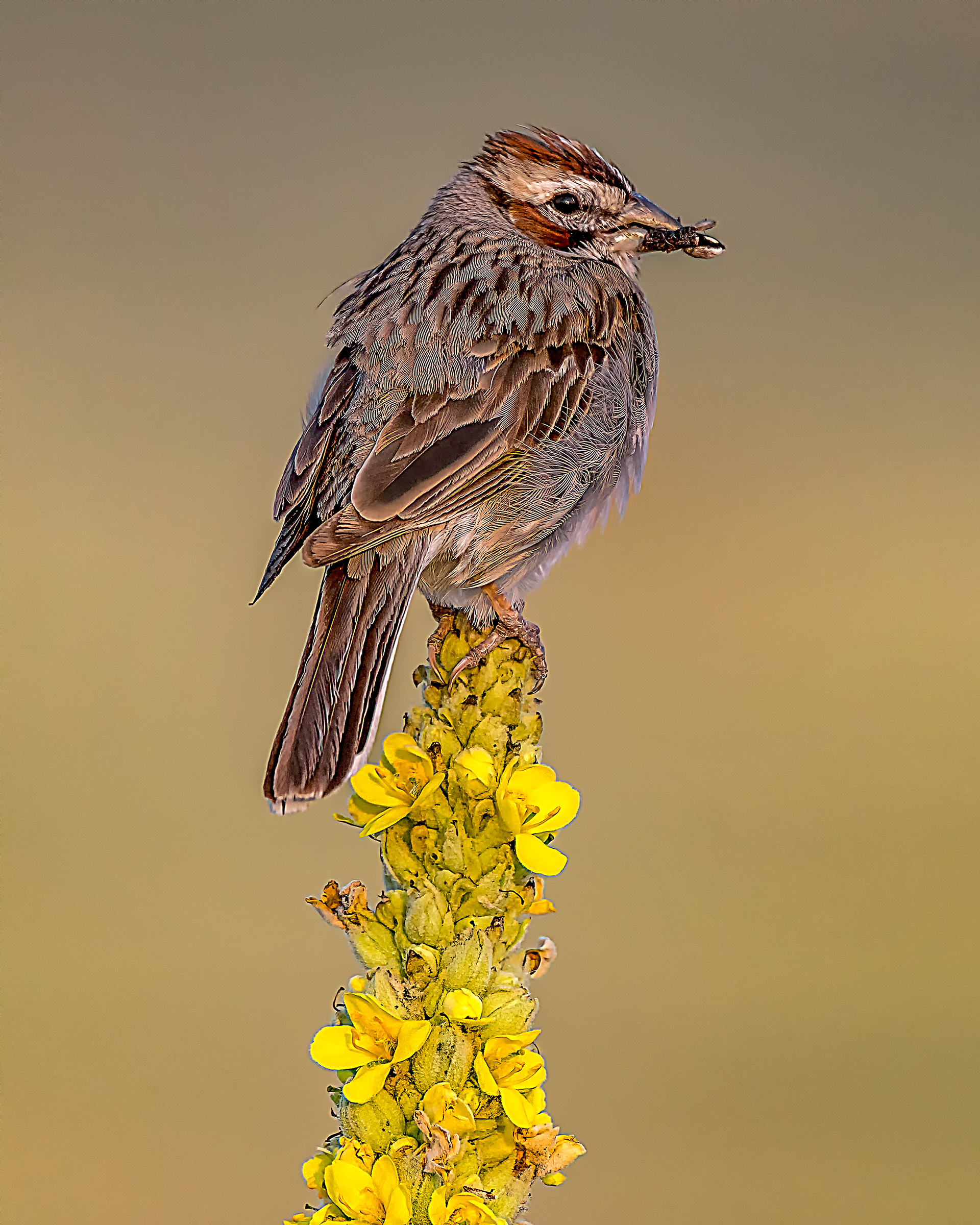 Lark Sparrow and Breakfast
