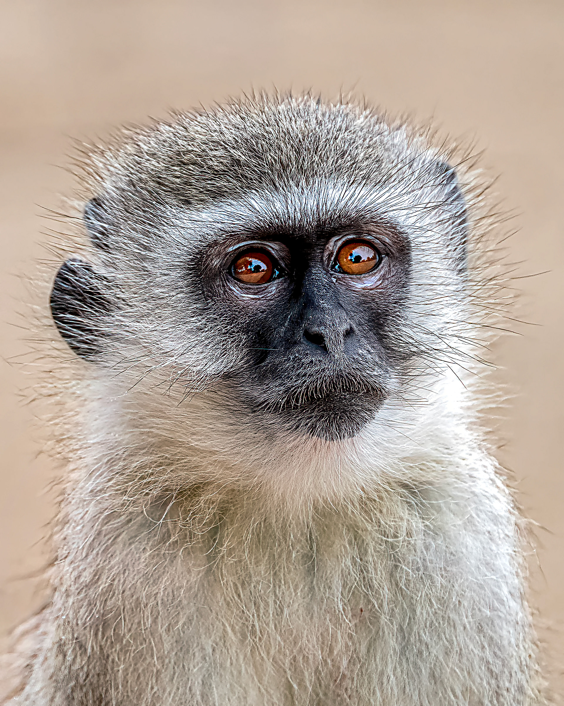 Black Faced Vervet Monkey