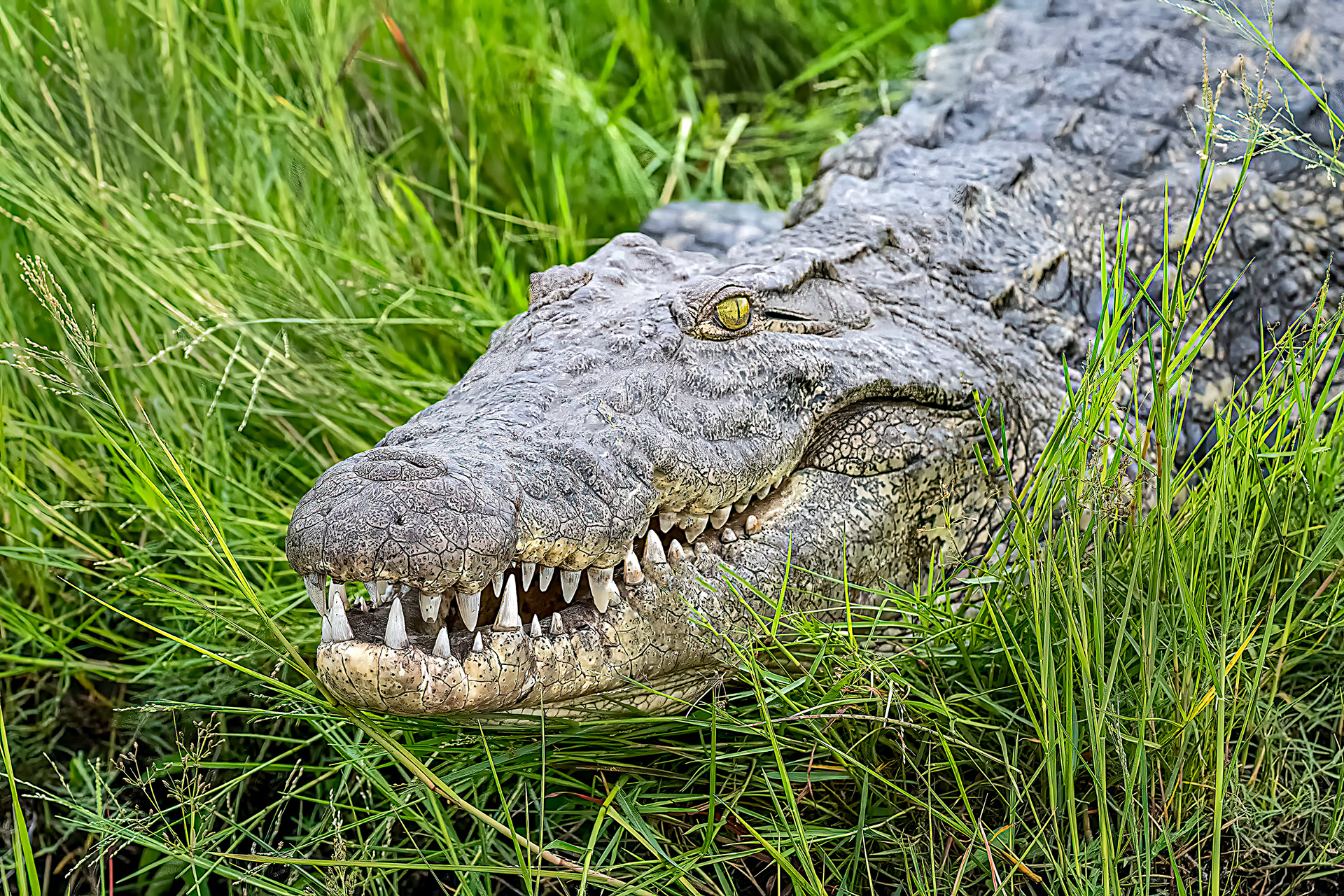 Nile Crockidile "Smiling"