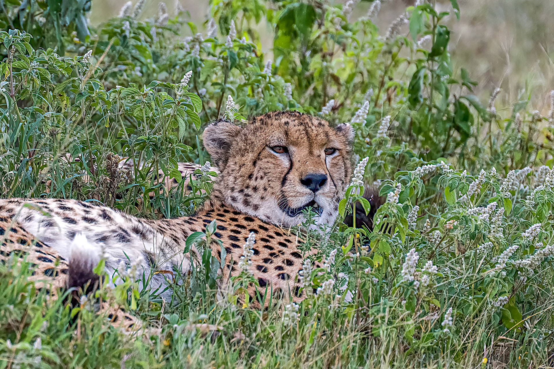 Cheetah Resting