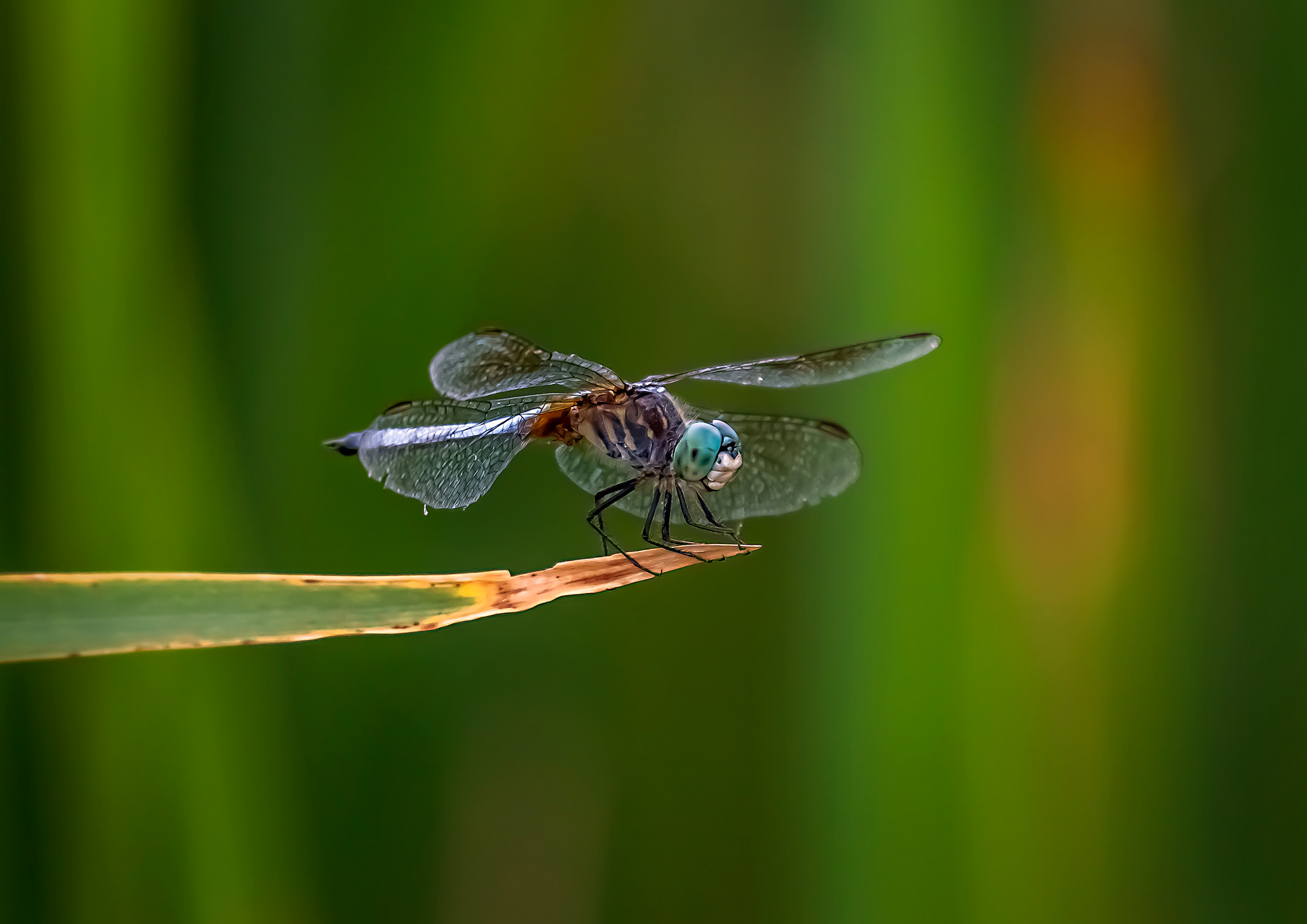 Blue Dasher Dragonfly