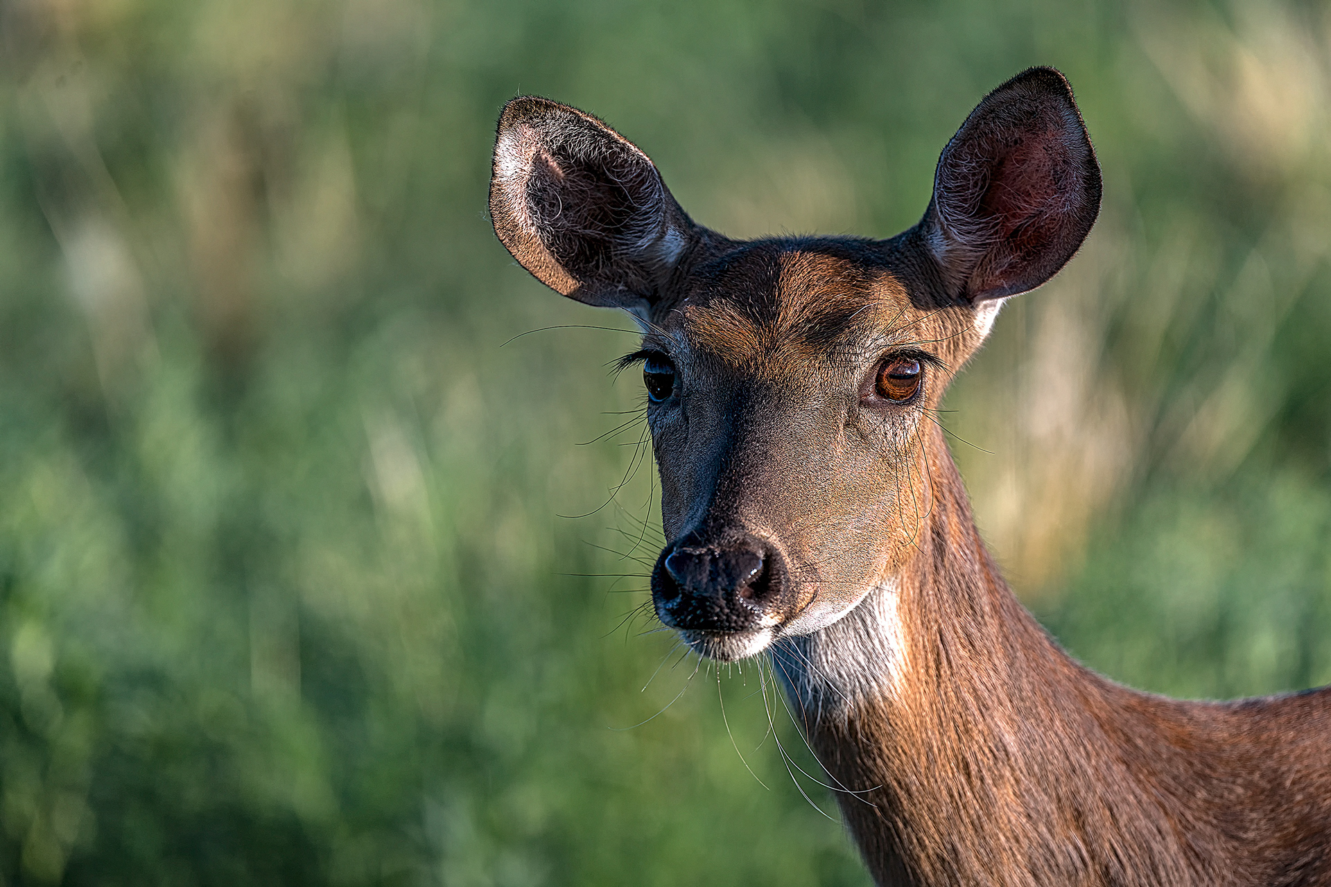 White Tail Doe