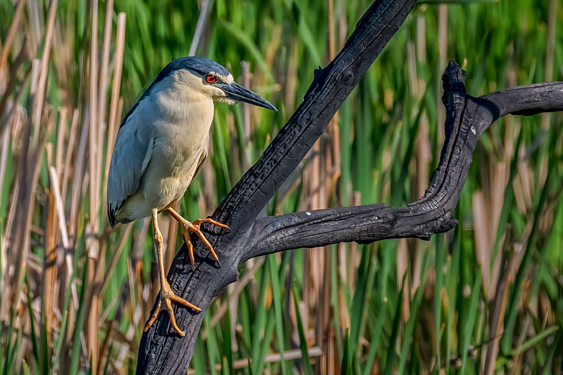 Black Caped Night Heron