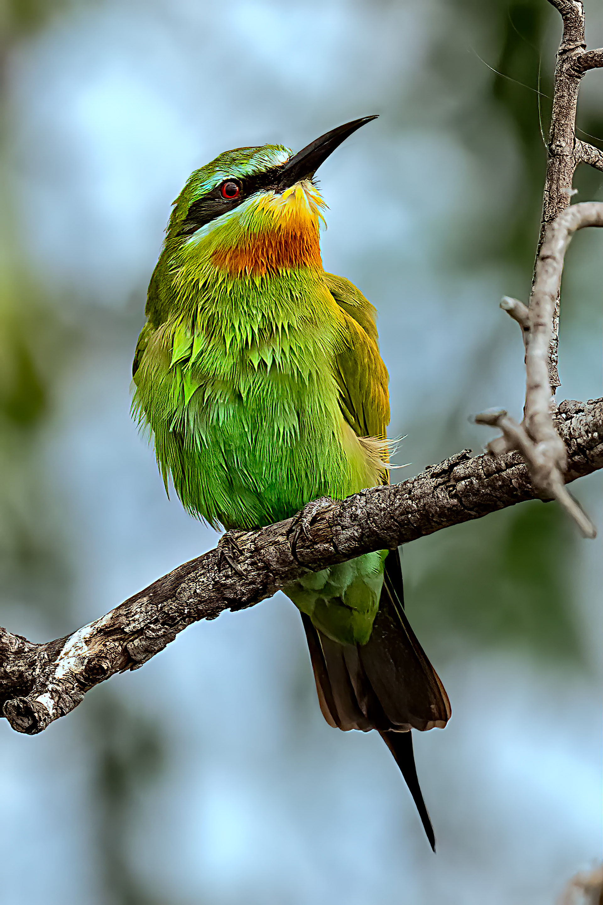 A Red Throated Bee Eater after a Shower