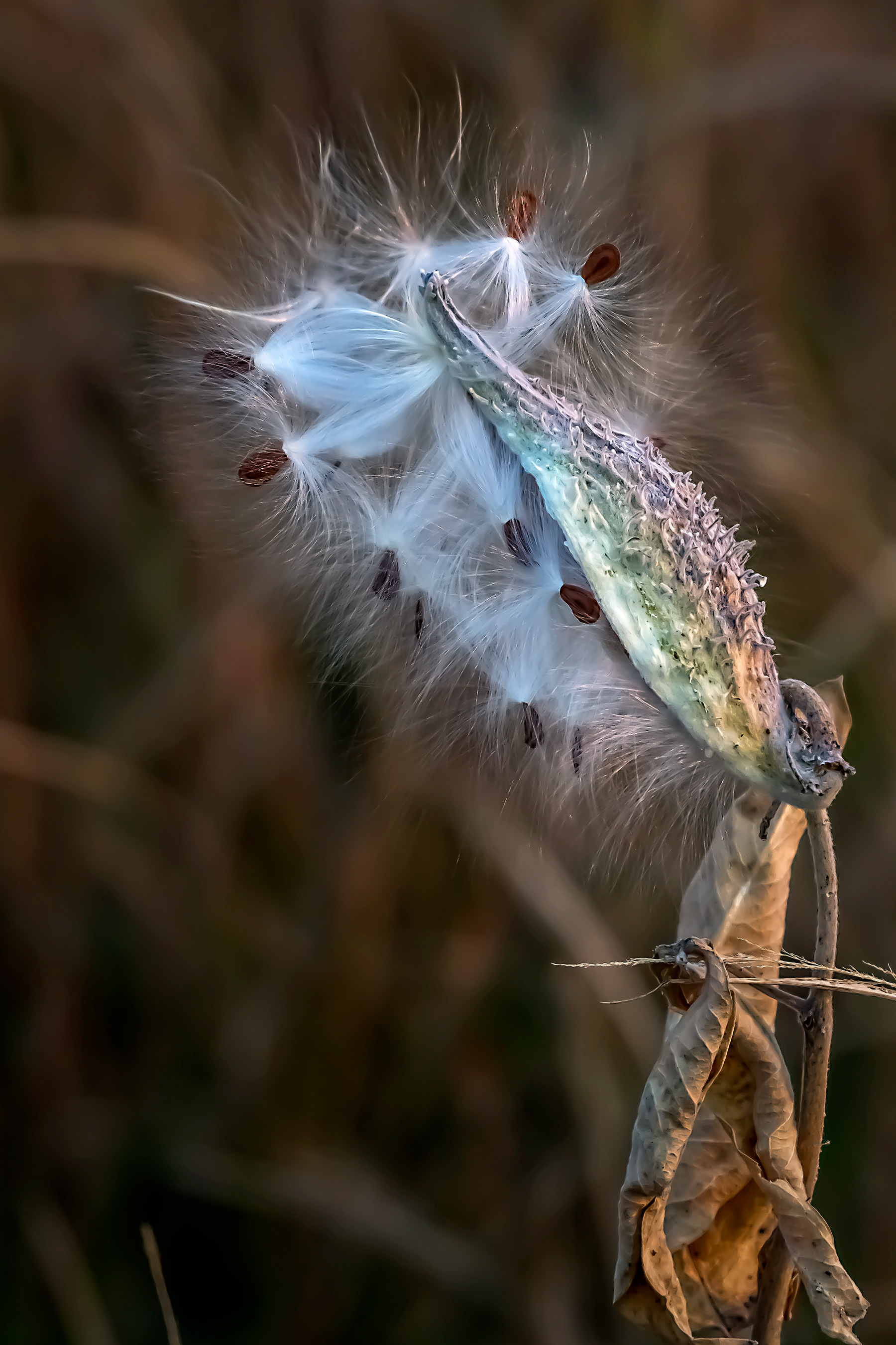 Milkweed Pod