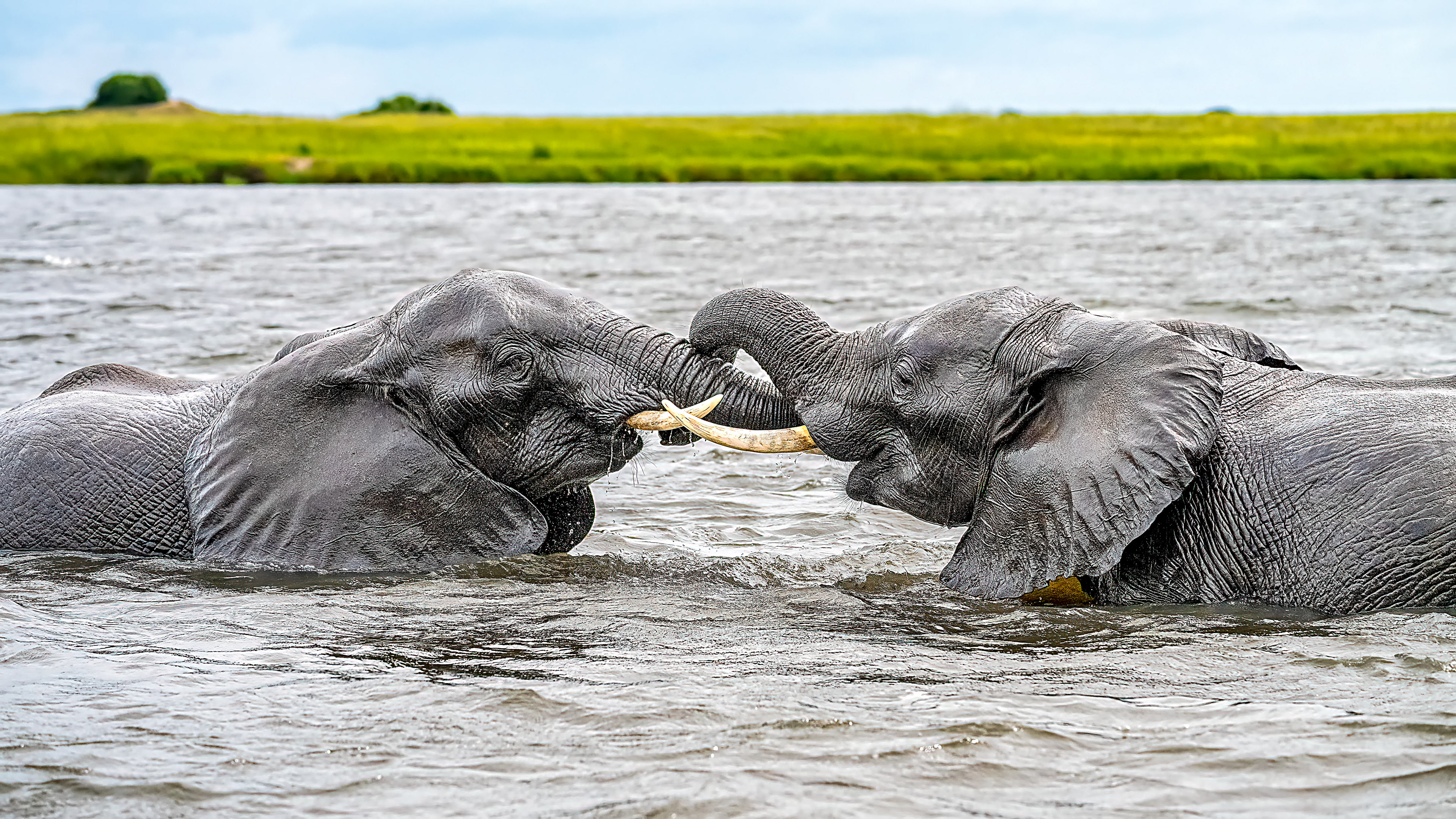 Two Young Bull Elephants Play" Fighting