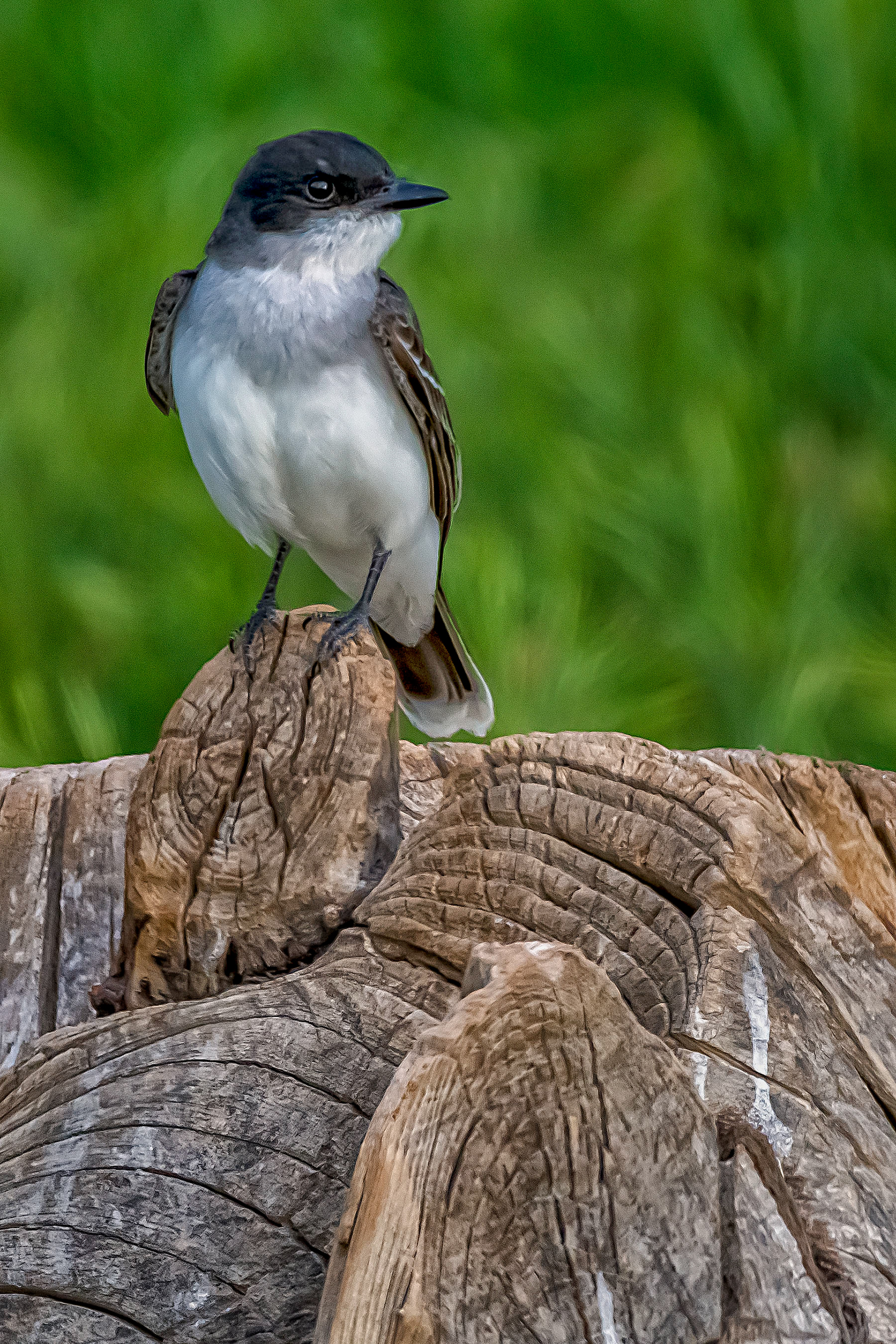 Eastern King Bird