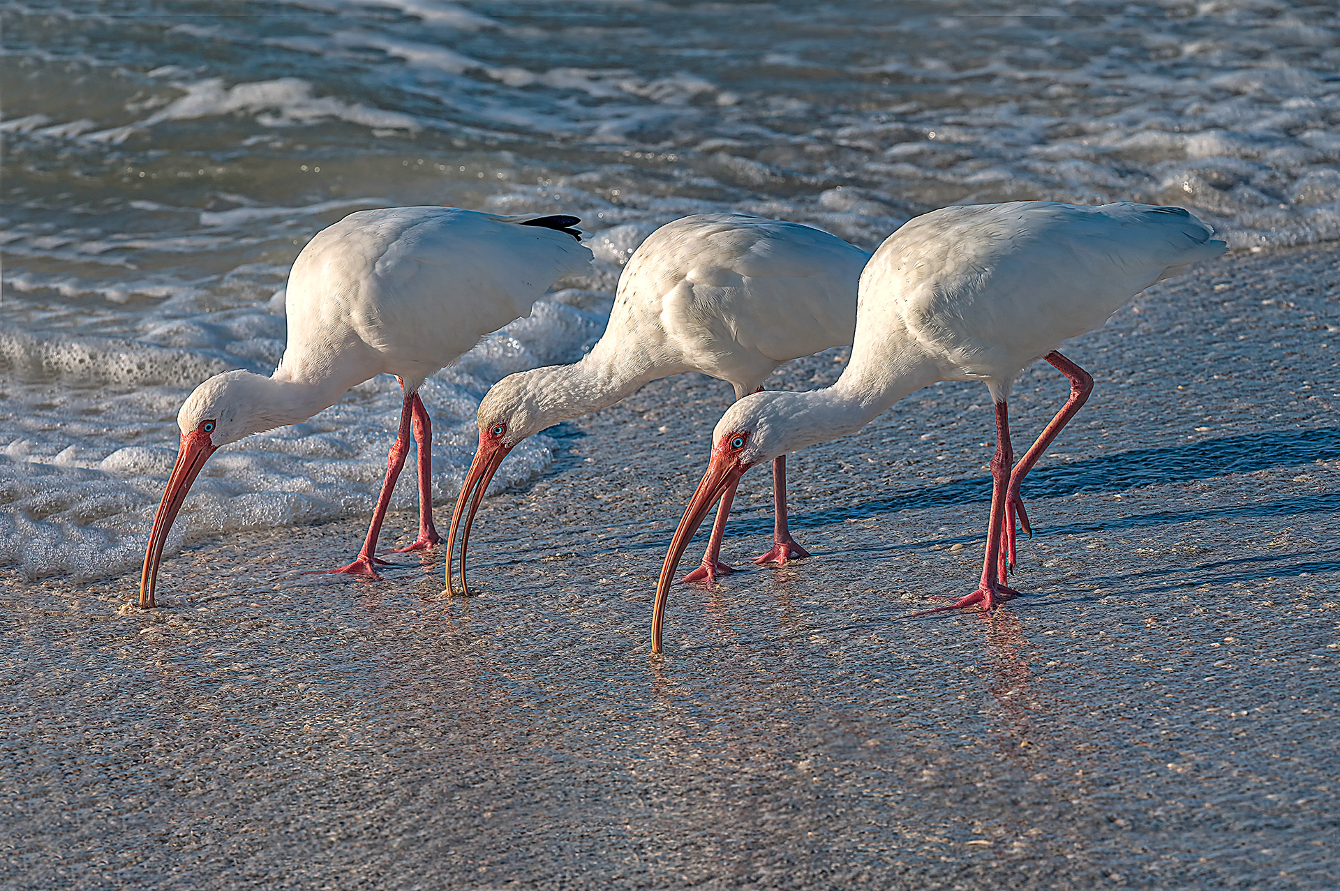 Three White Ibis Prowl the Beach in Unison