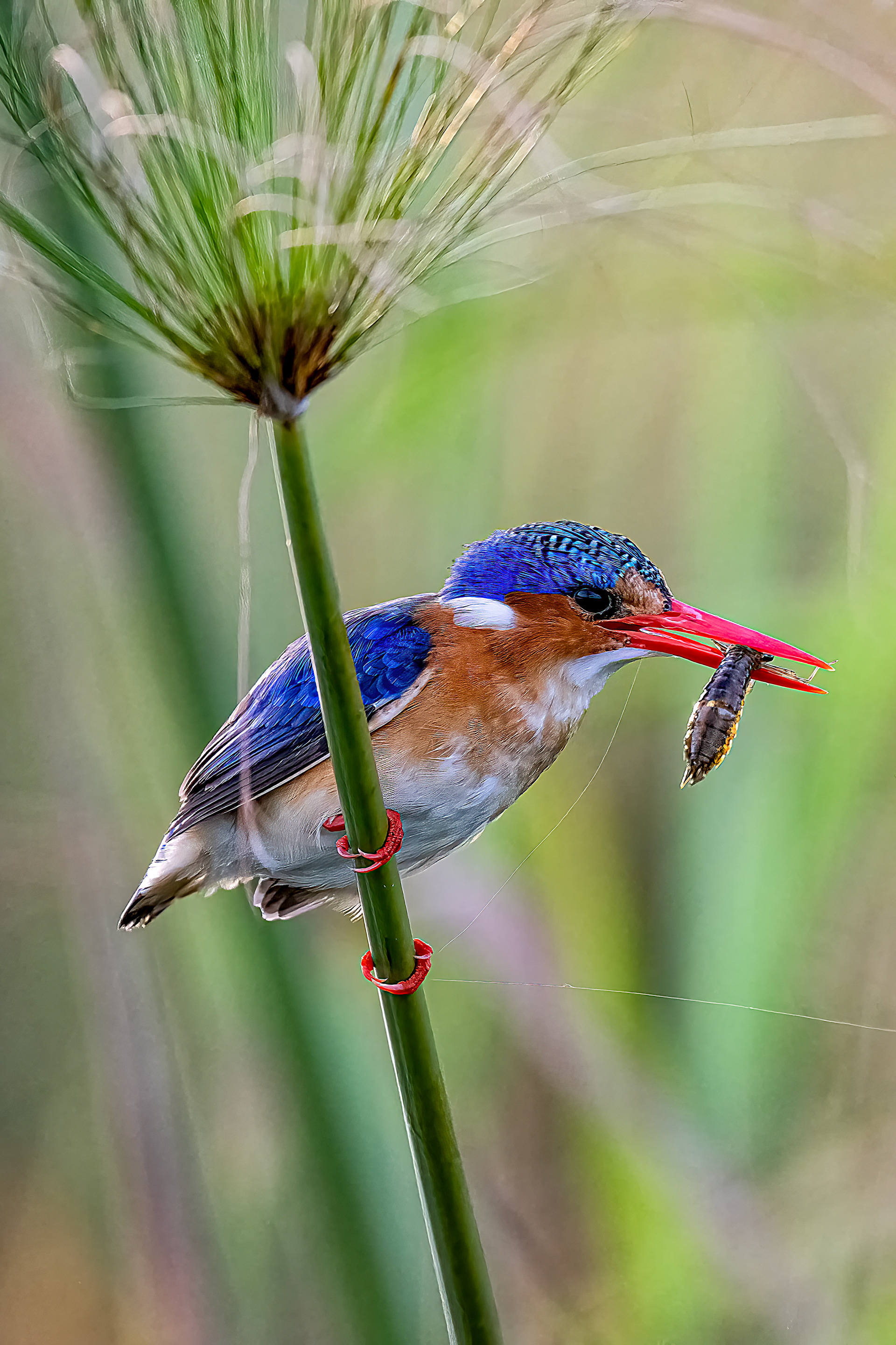 Malachite Kingfisher With Breakfasty